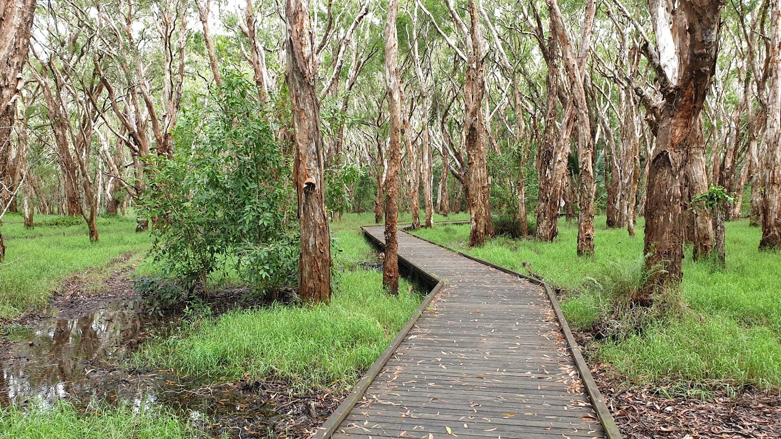 Kommo Toera Trail (Mangrove Boardwalk) - Image 1