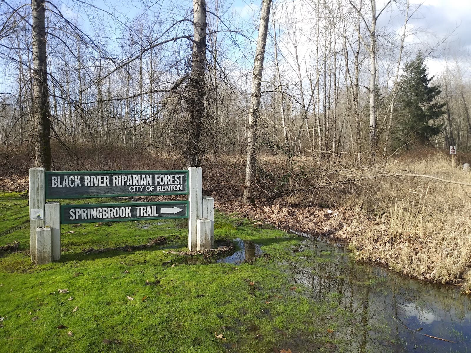 Black River Riparian Forest - Image 1