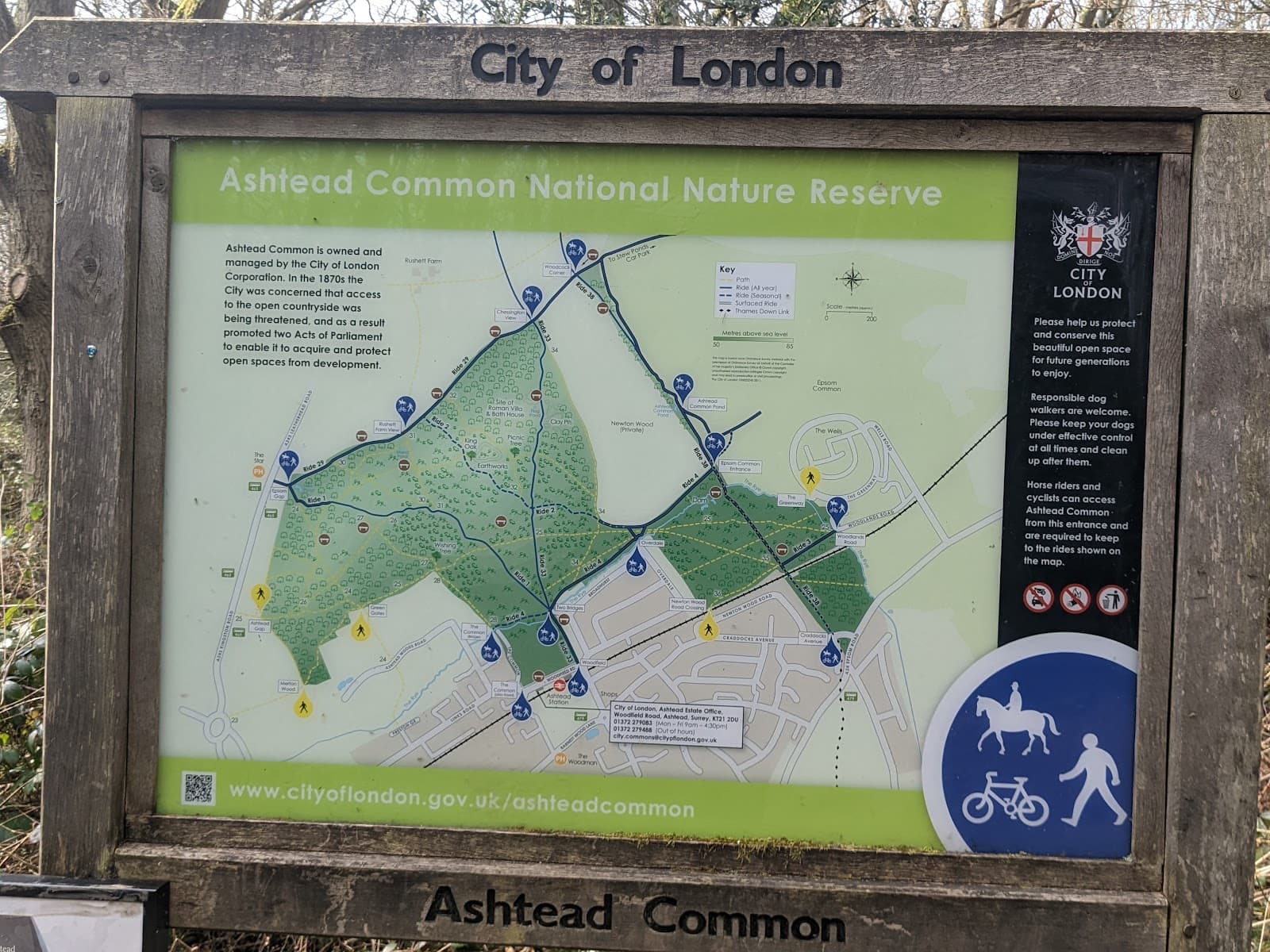 Ashtead Common - Image 1