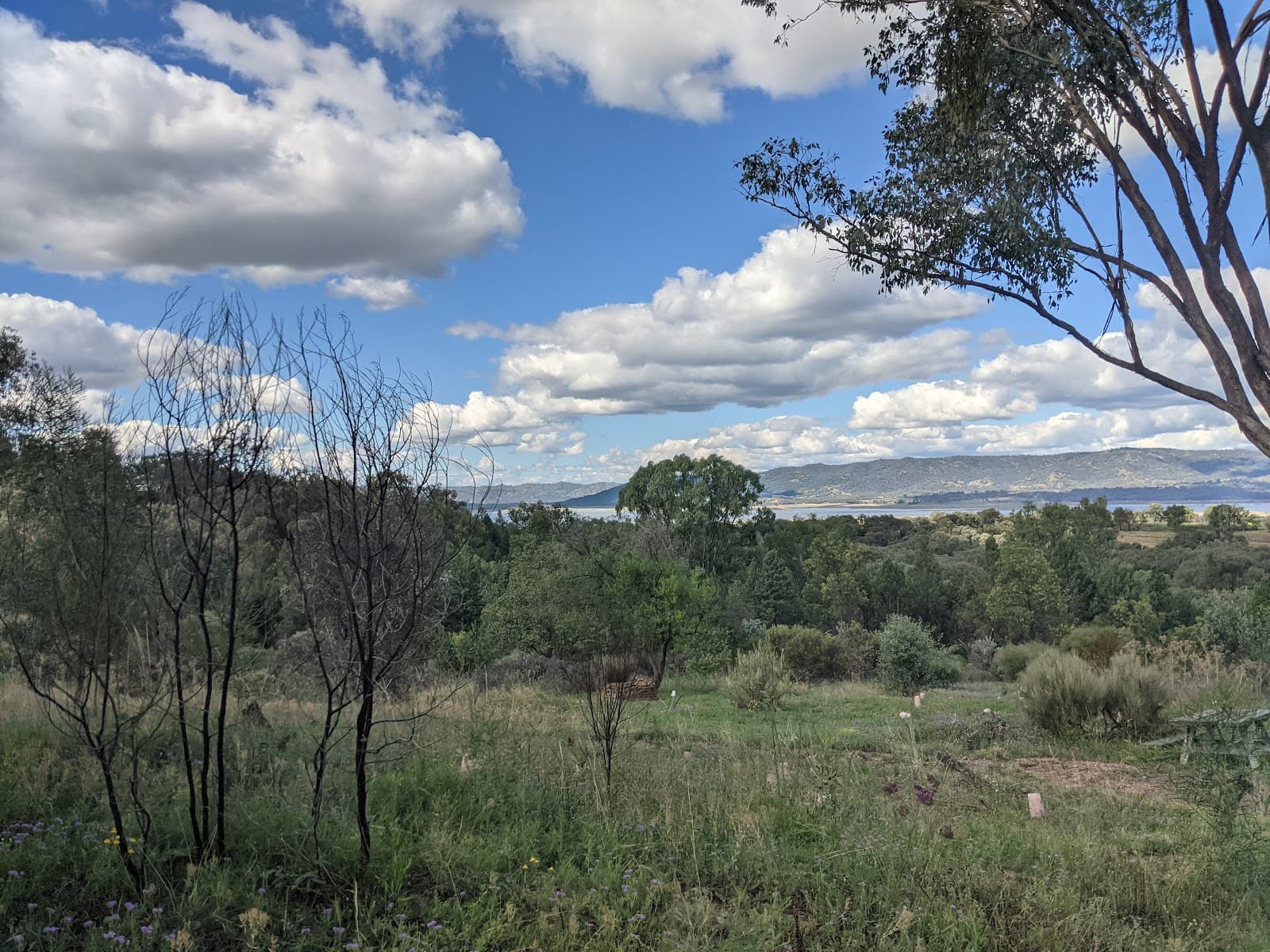 Burrendong Botanic Garden and Arboretum - Image 1