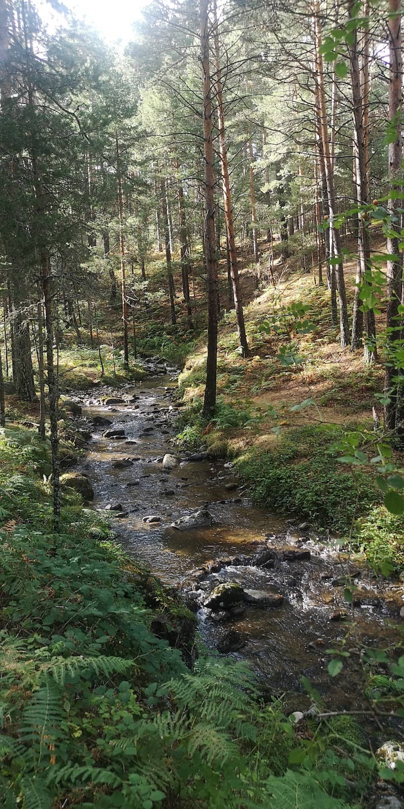 Valsaín Forest Exploration