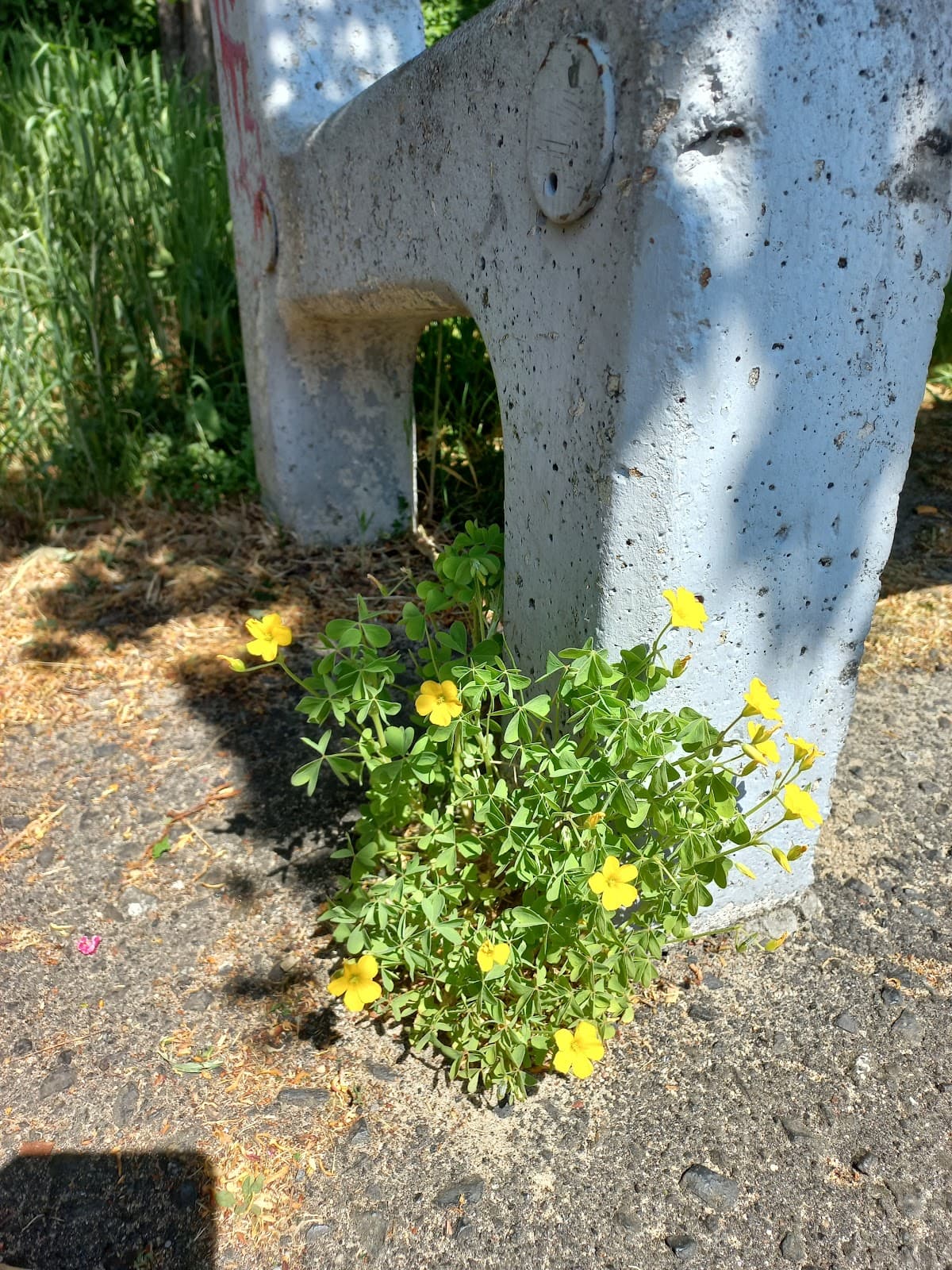 Promenade of Czesław Niemen - Image 1