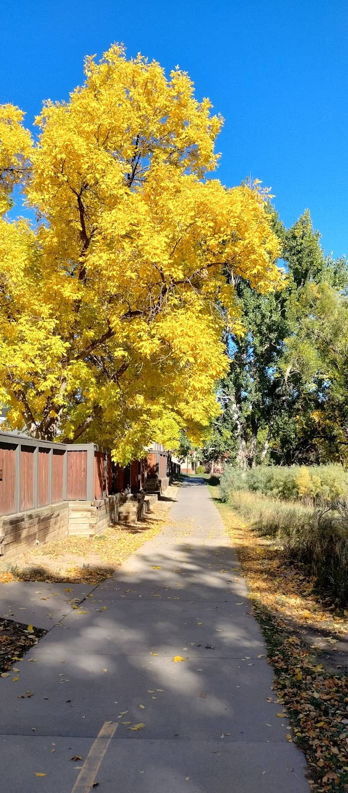 Blooming Wildflowers