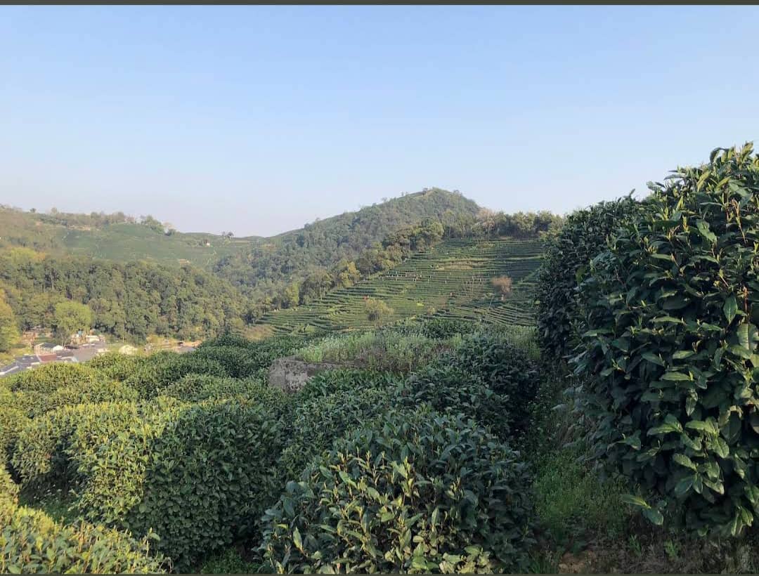 Tea Tasting & Souvenirs