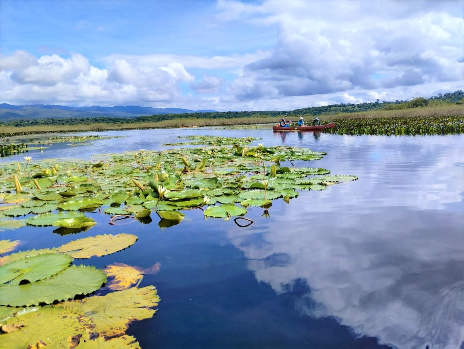 Marimbus (Andaraí wetlands) - Image 1