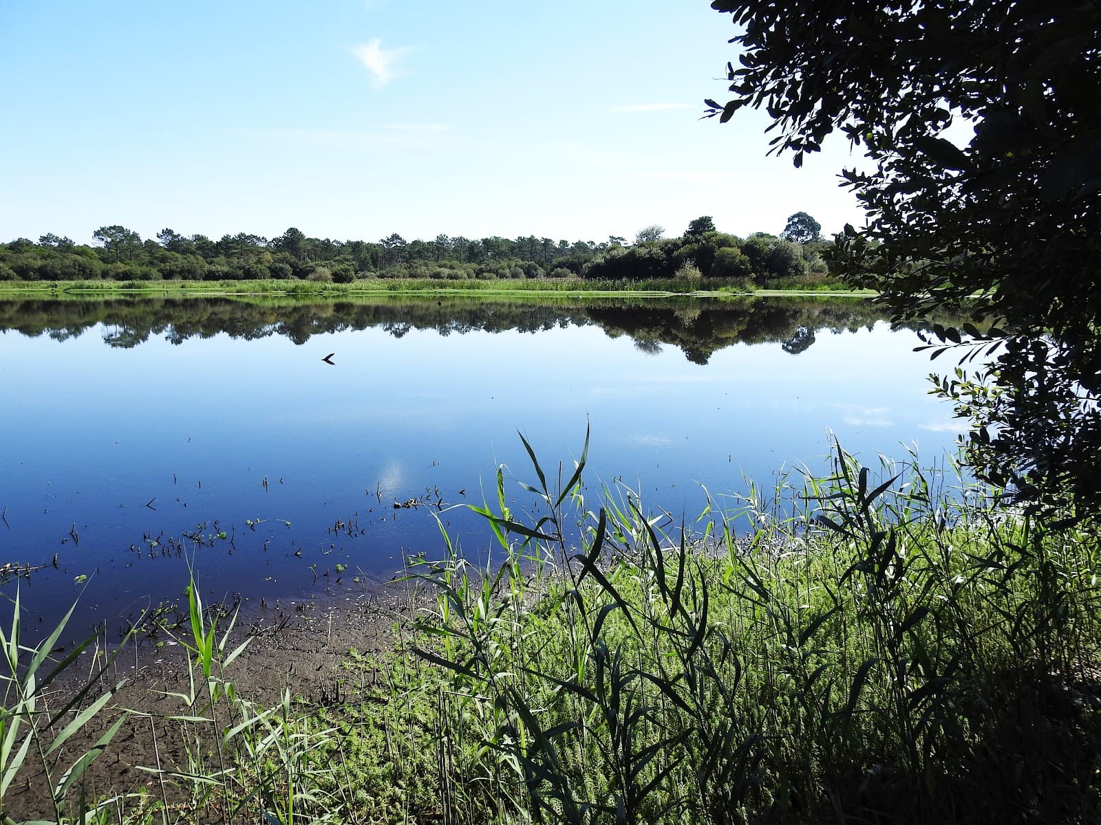 Mata Nacional das Dunas de Quiaios - Image 1