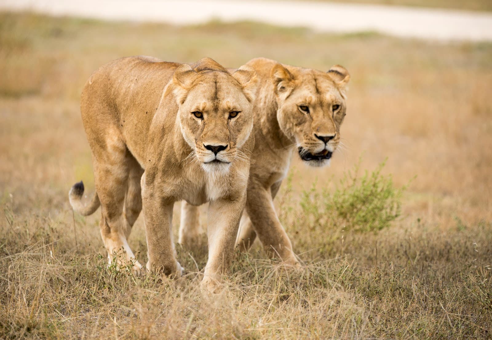 Monarto Safari Park - Image 1