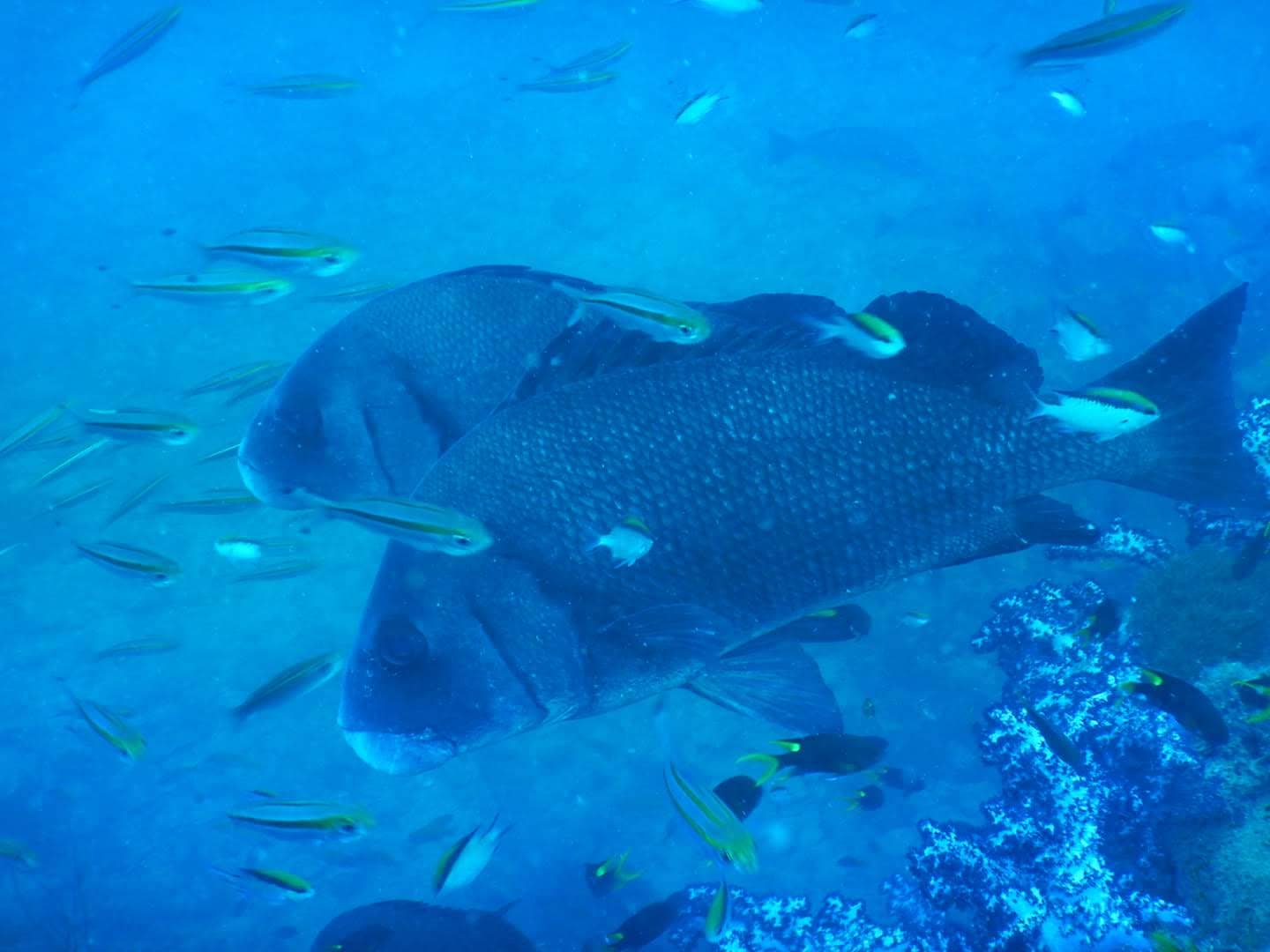Encounter Bull Sharks