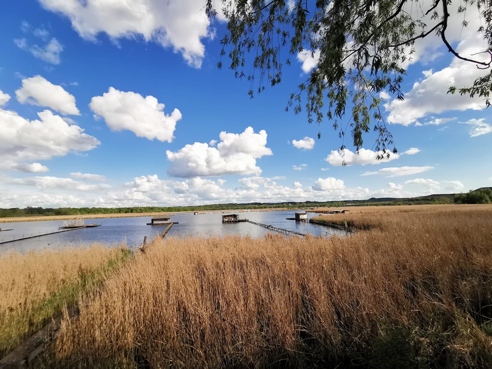 Heřmanický Pond Nature Reserve - Image 1