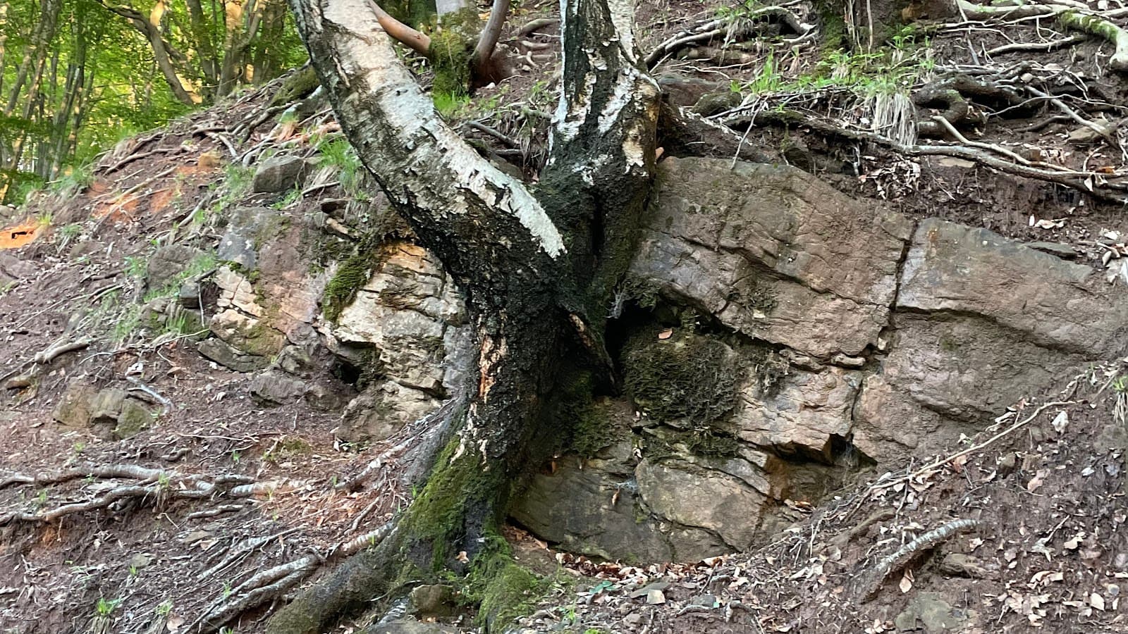 Monte San Giorgio (UNESCO) - Image 1