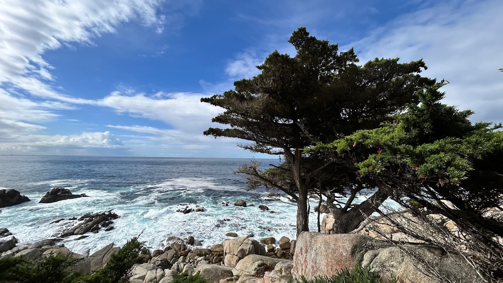 Ghost Tree Pescadero Point - Image 1