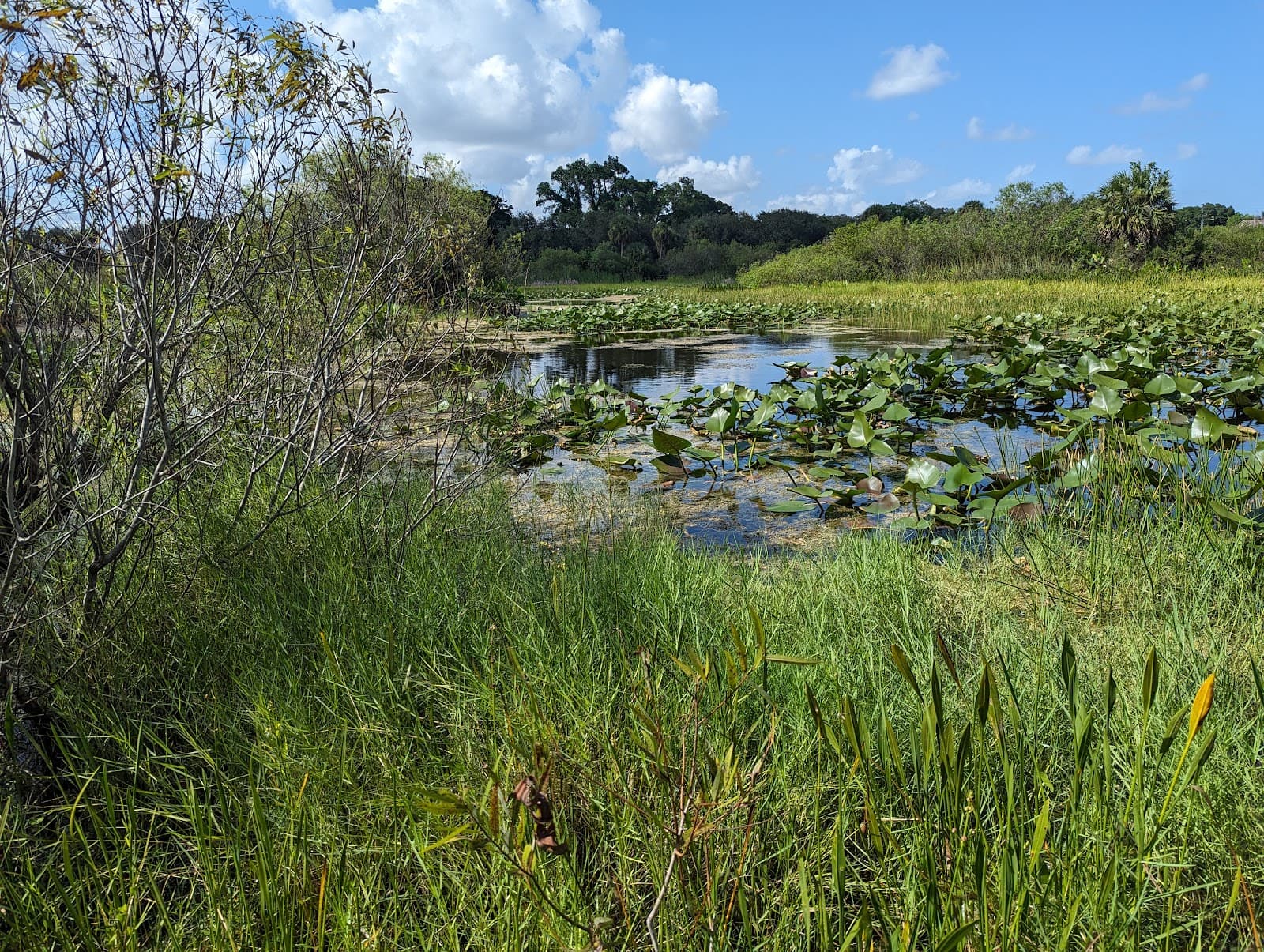 Snake Warrior's Island Natural Area - Image 1