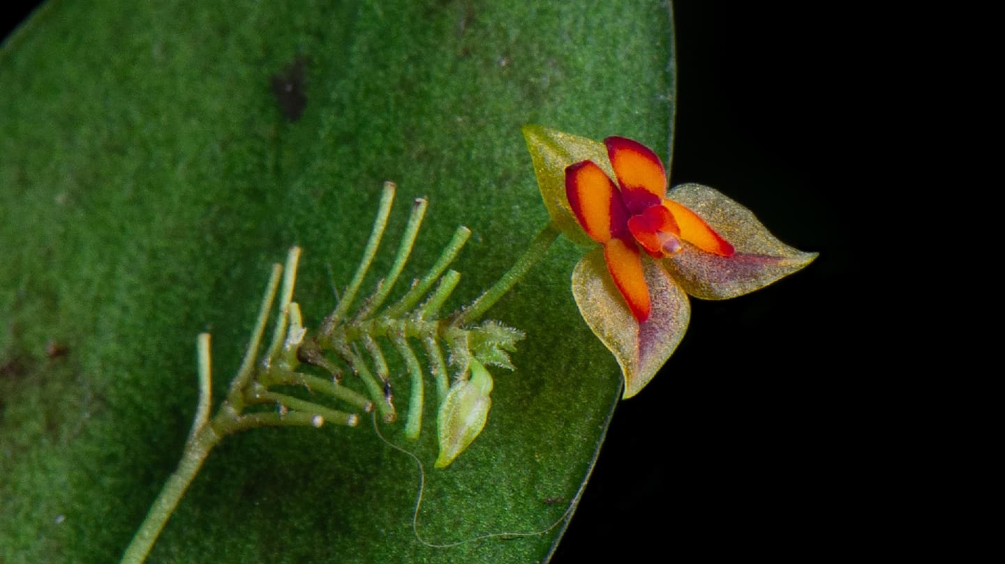 Monteverde Orchid Garden - Image 1