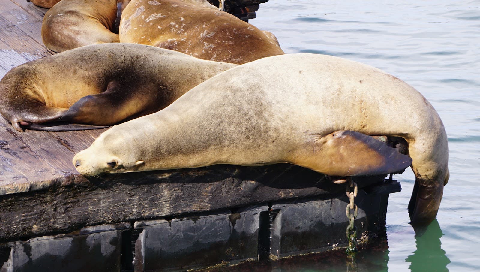 Sea Lion Viewing Area (King Harbor) - Image 1