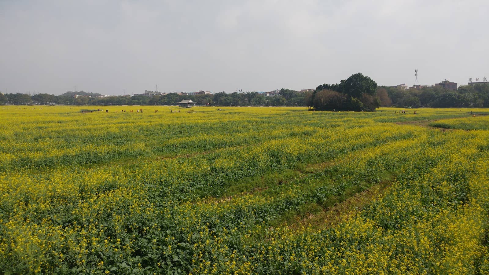 The Button Manufacturing Hub