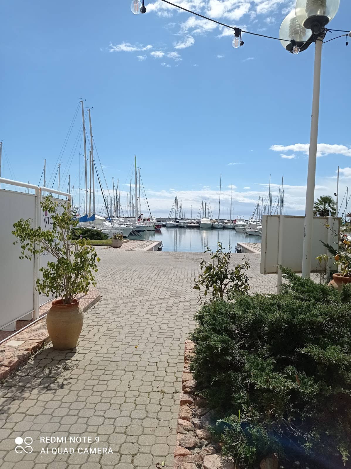 Pine Forest Ambiance