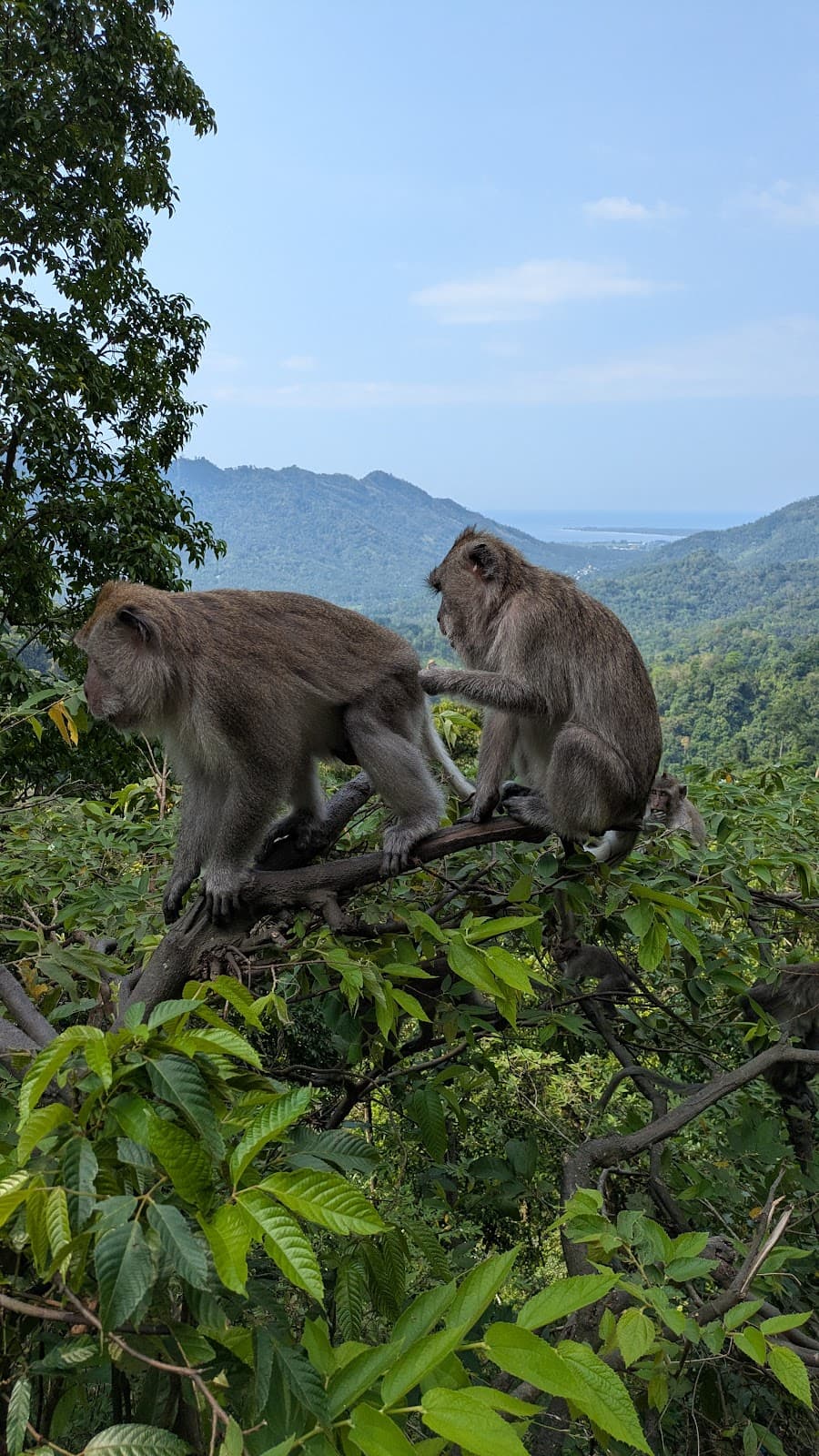 Pusuk Pass (Monkey Forest) - Image 1