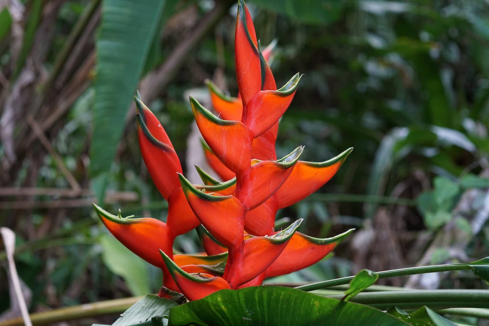Diverse Botanical Collection
