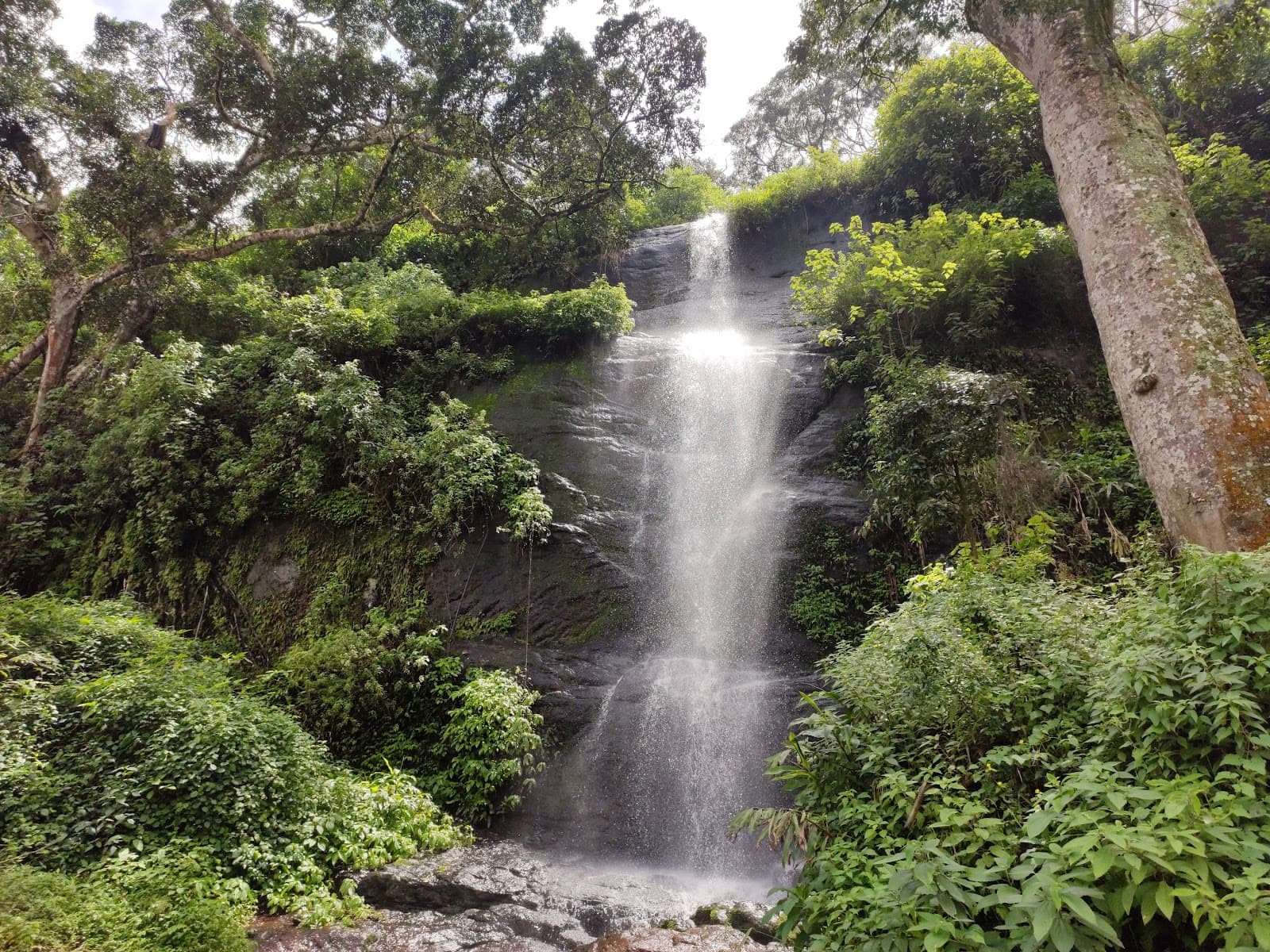 Mathikettan Shola National Park - Image 1