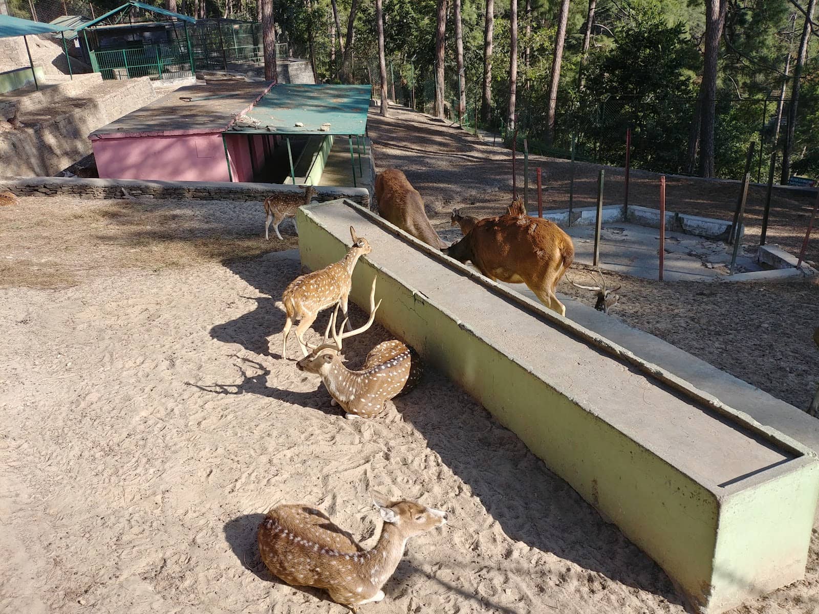 Leopard Sightings