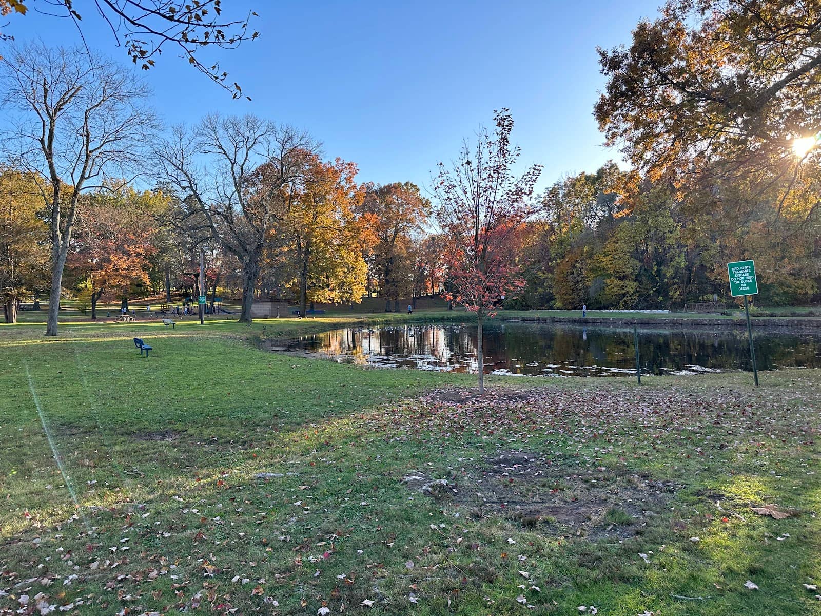 Tranquil Pond