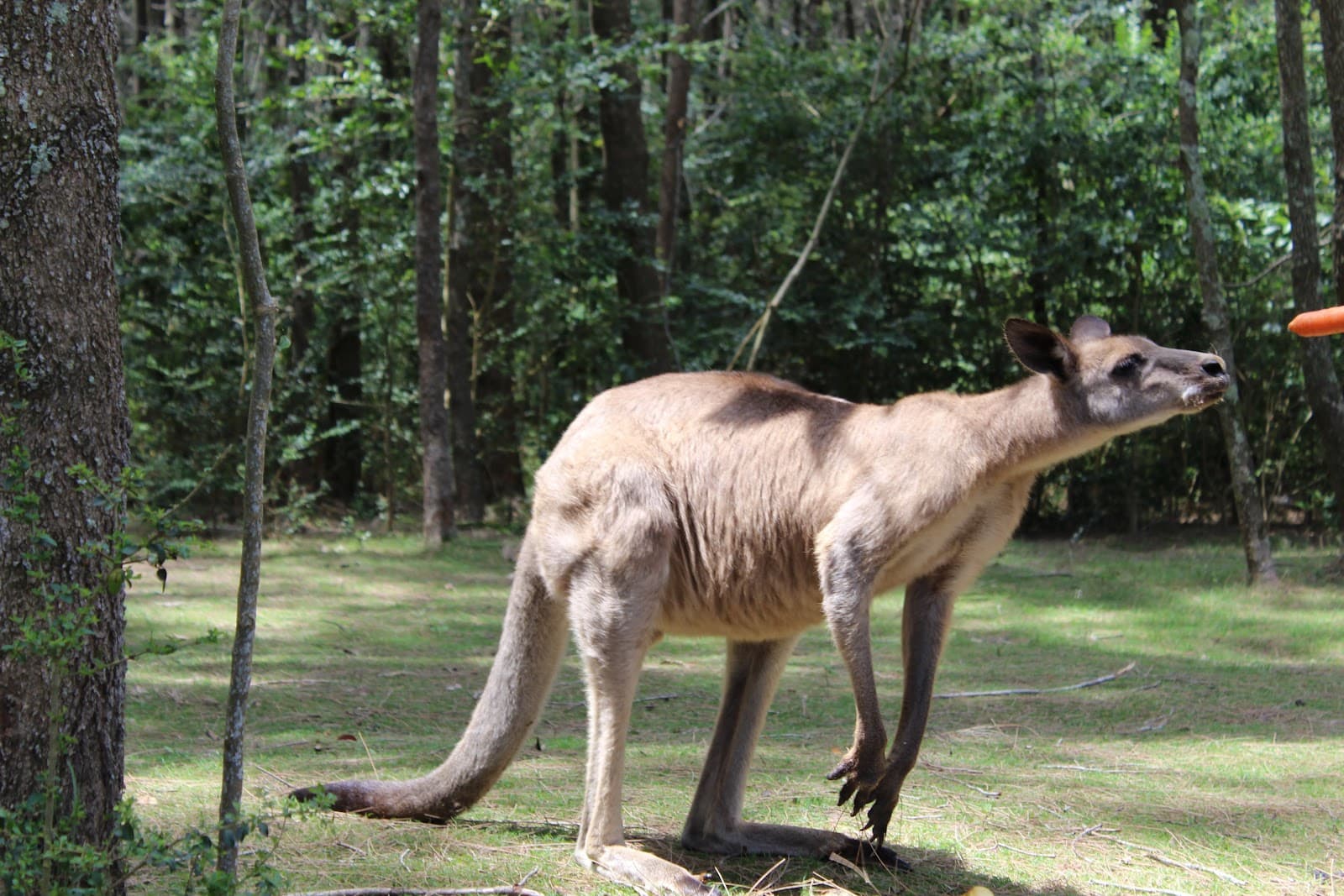 Morisset Park - Image 1