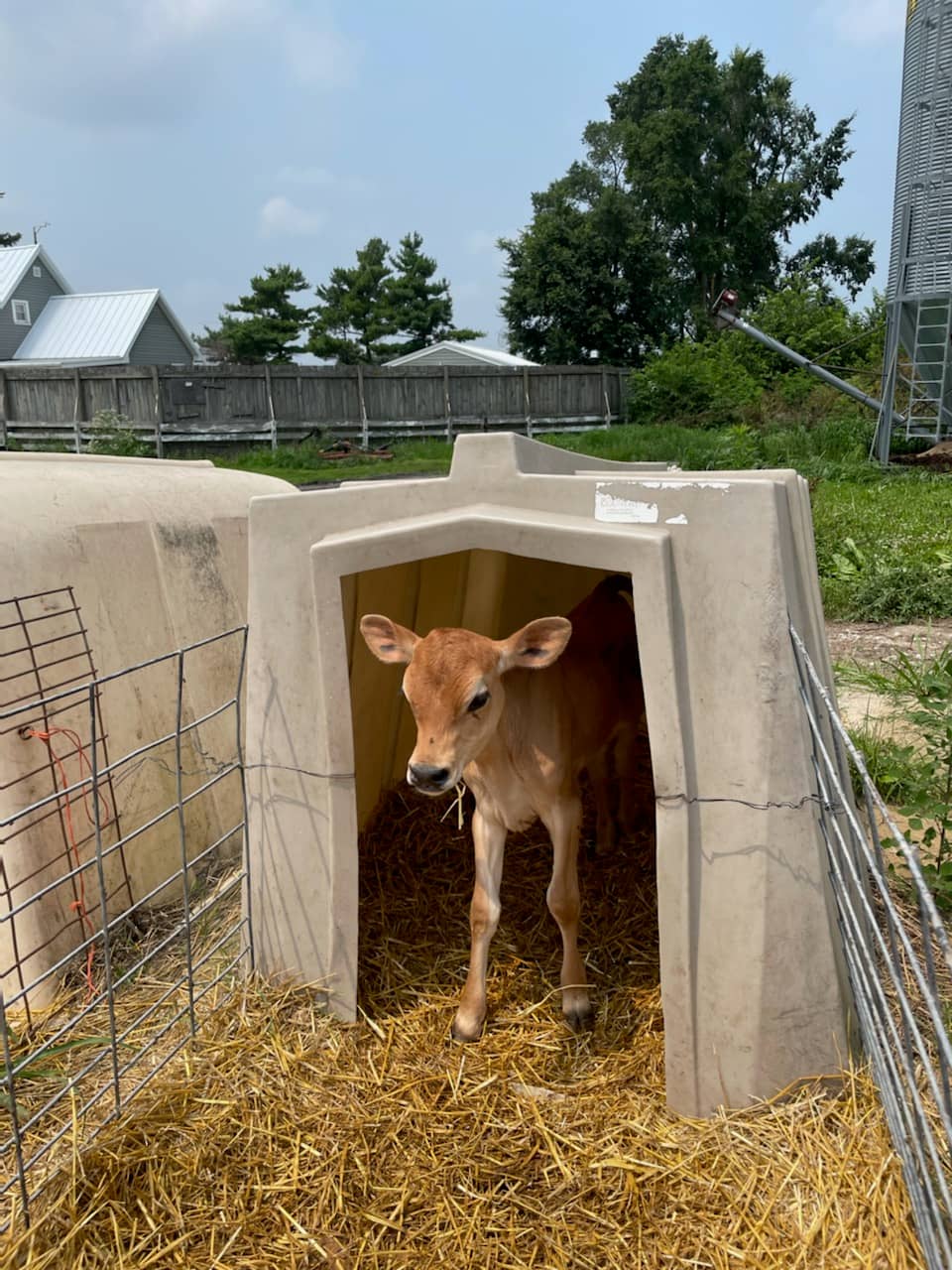 Unique Flavored Milks
