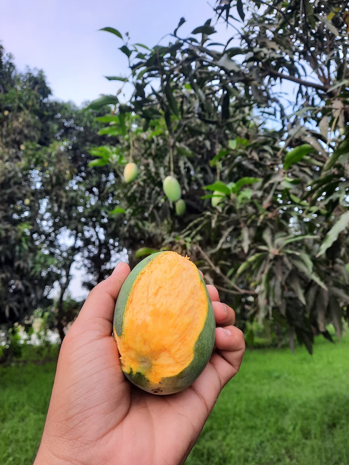 Malihabad Mango Orchards - Image 1