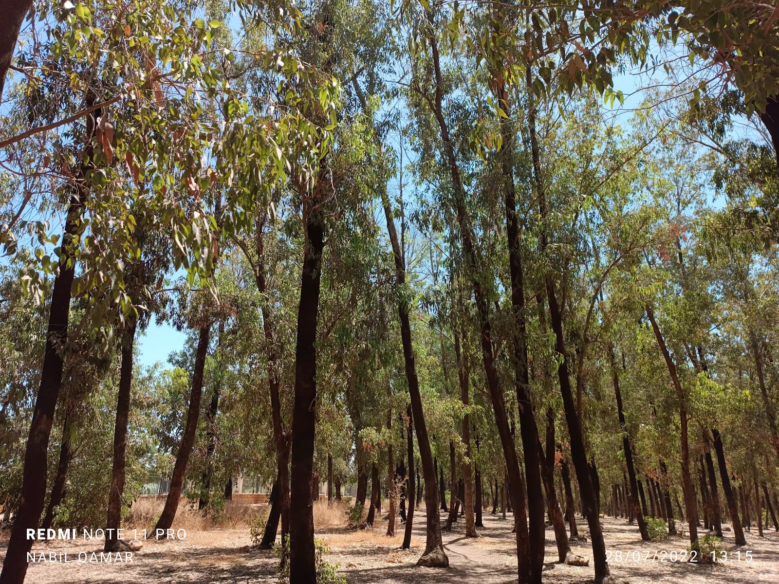 Bouskoura Forest - Image 1