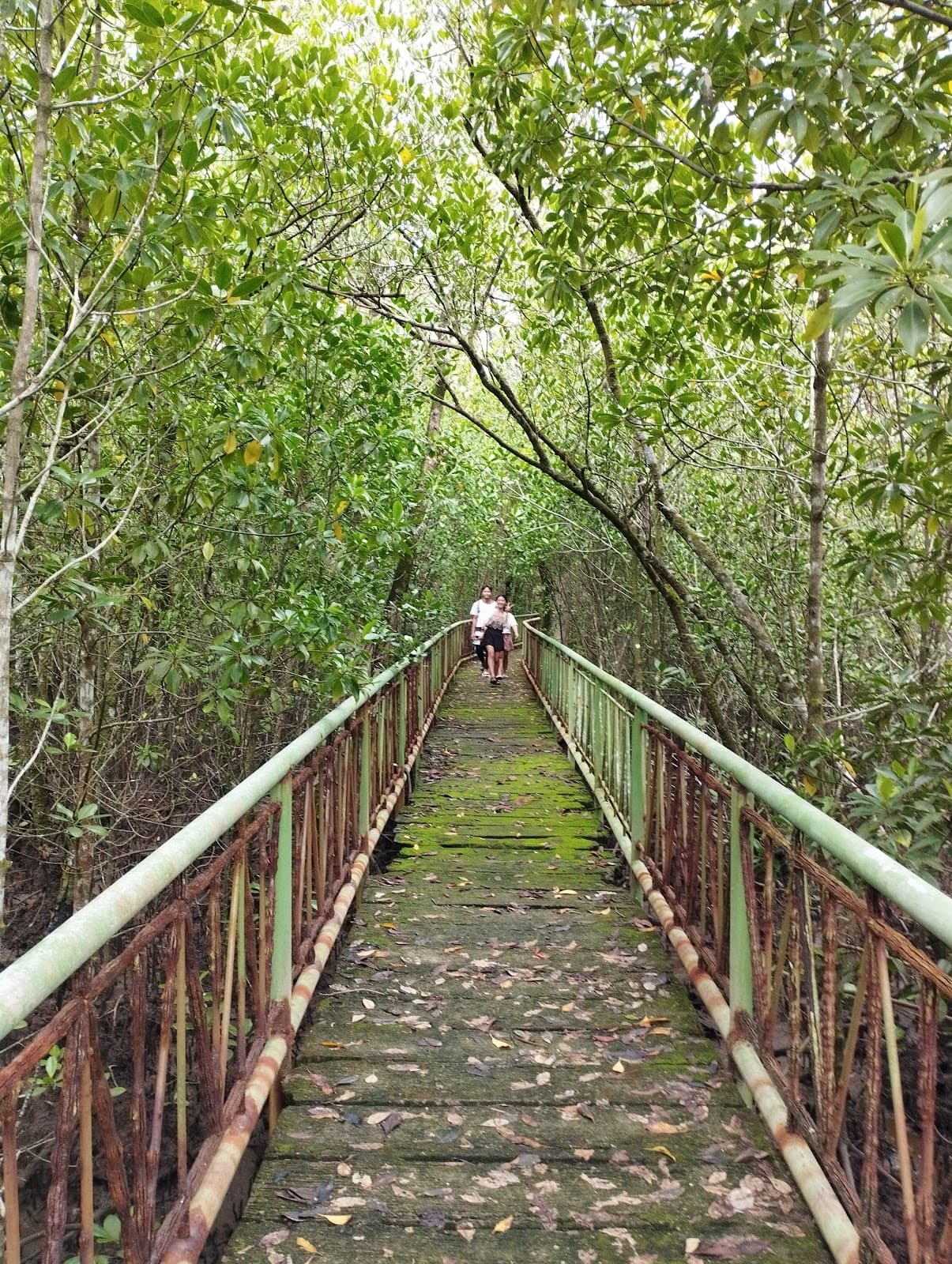 Pagbilao Mangrove Forest - Image 1