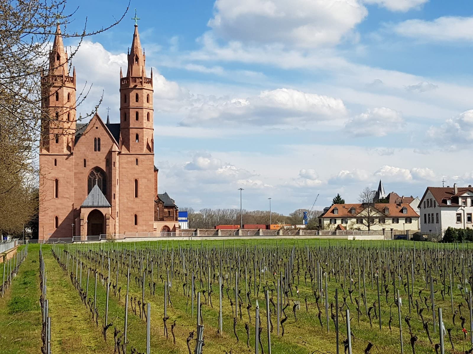 Liebfrauenstift Vineyard - Image 1