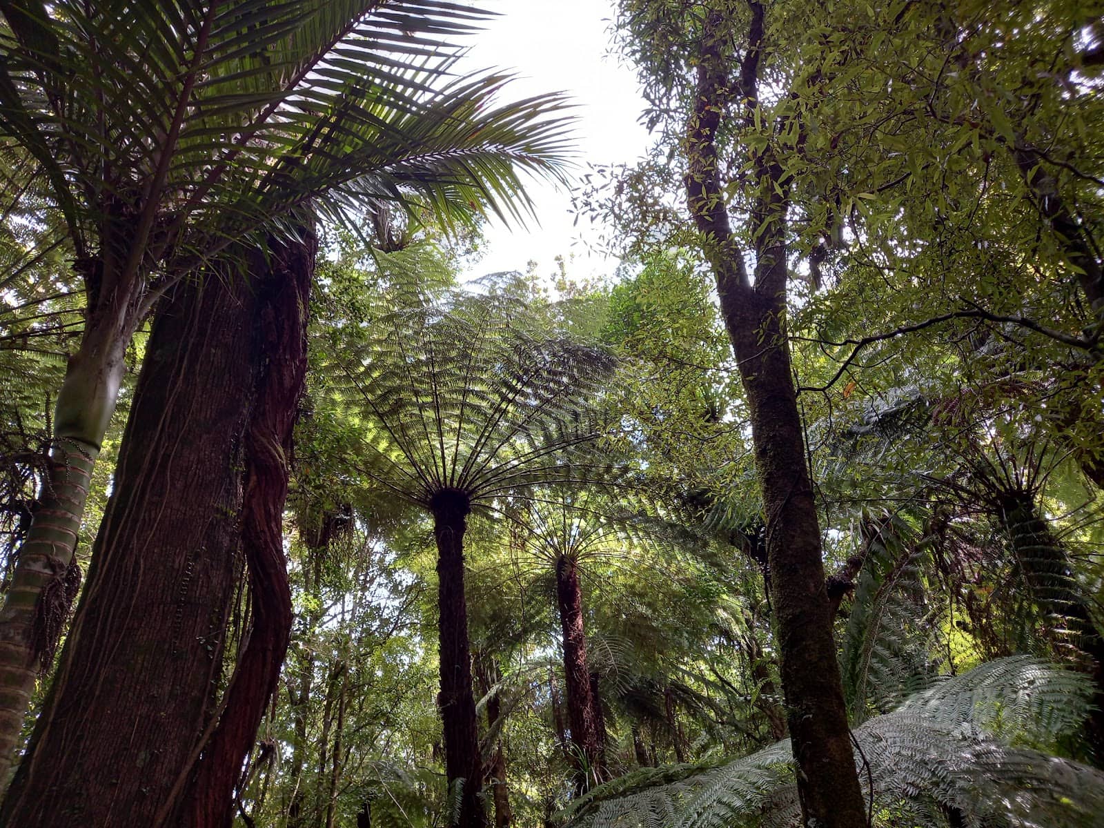 Mangakara Nature Walk