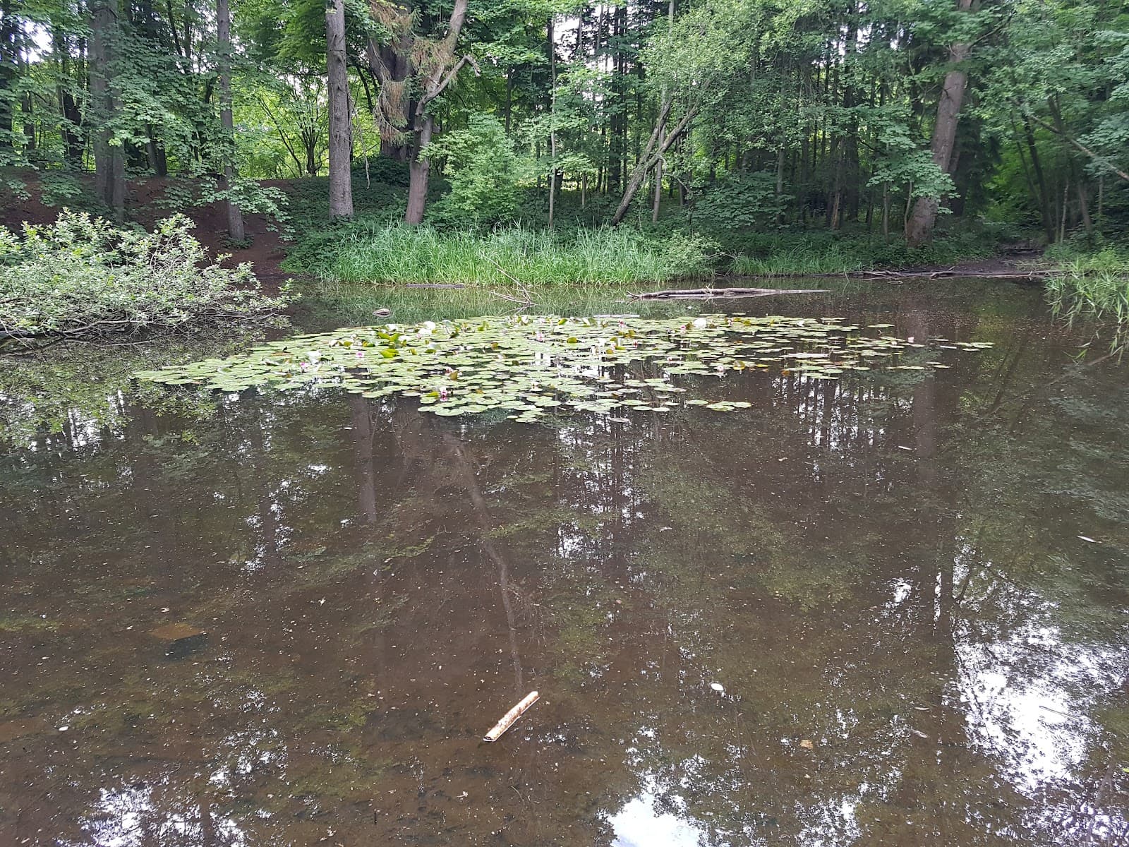 Vieburger Gehölz - Image 1