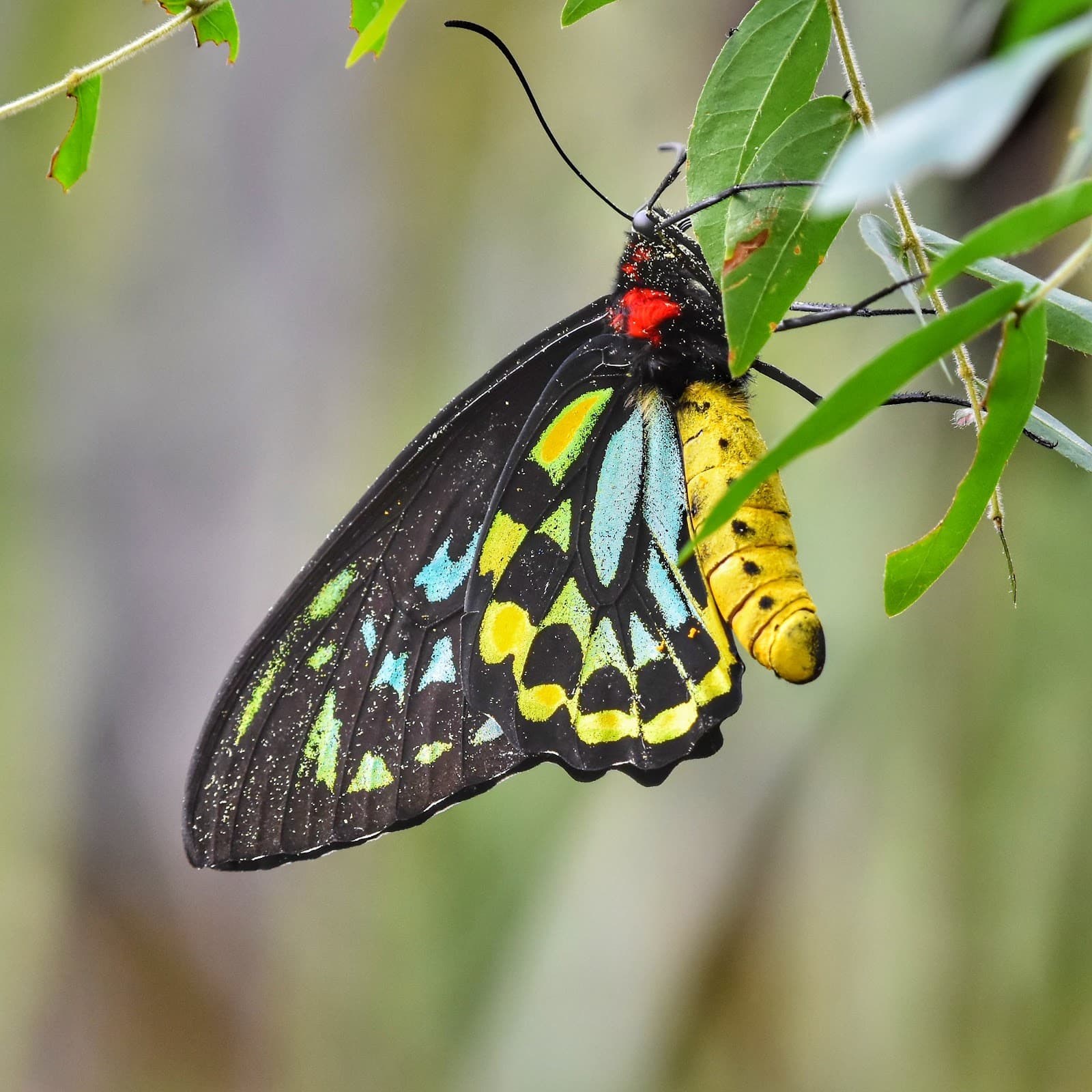 Magic Wings Butterfly Conservatory - Image 1