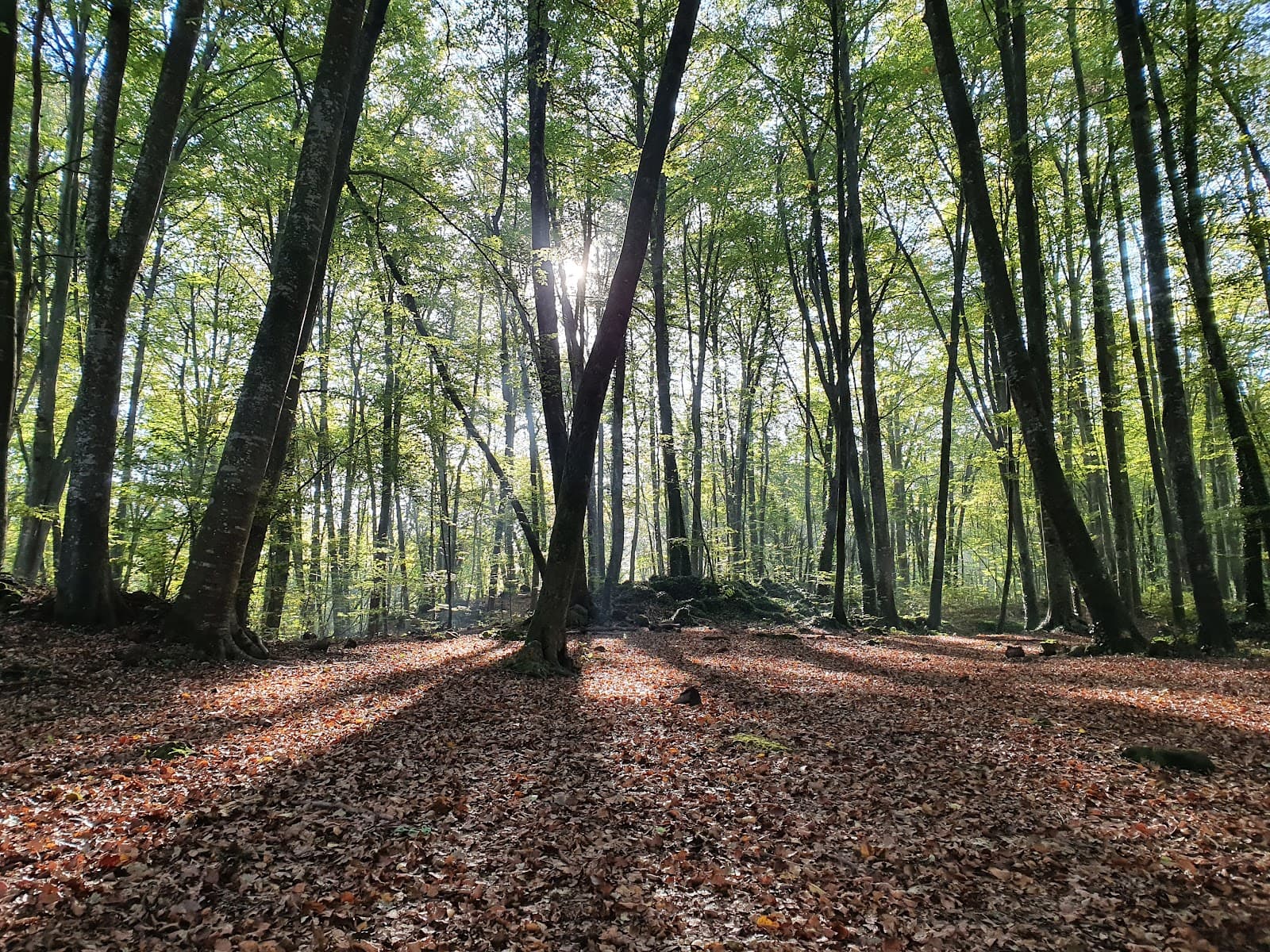 Fageda d'en Jordà - Image 1