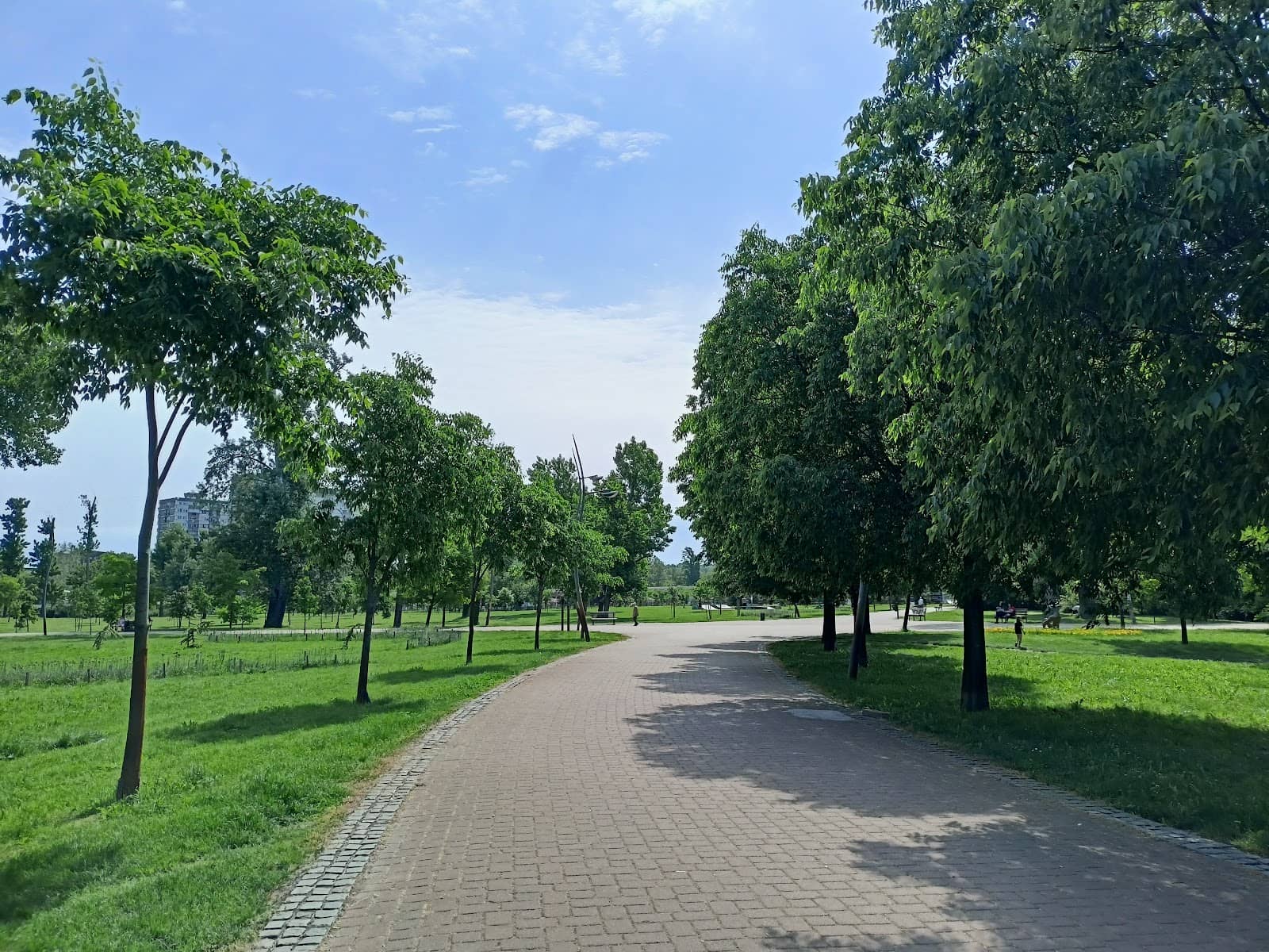 Tranquil Tree-Lined Paths
