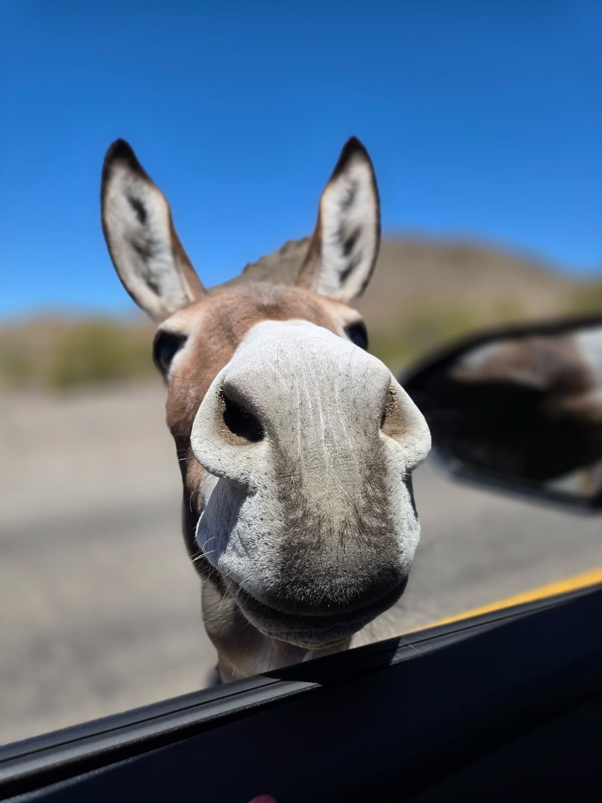 Oatman Highway Route 66 - Image 1