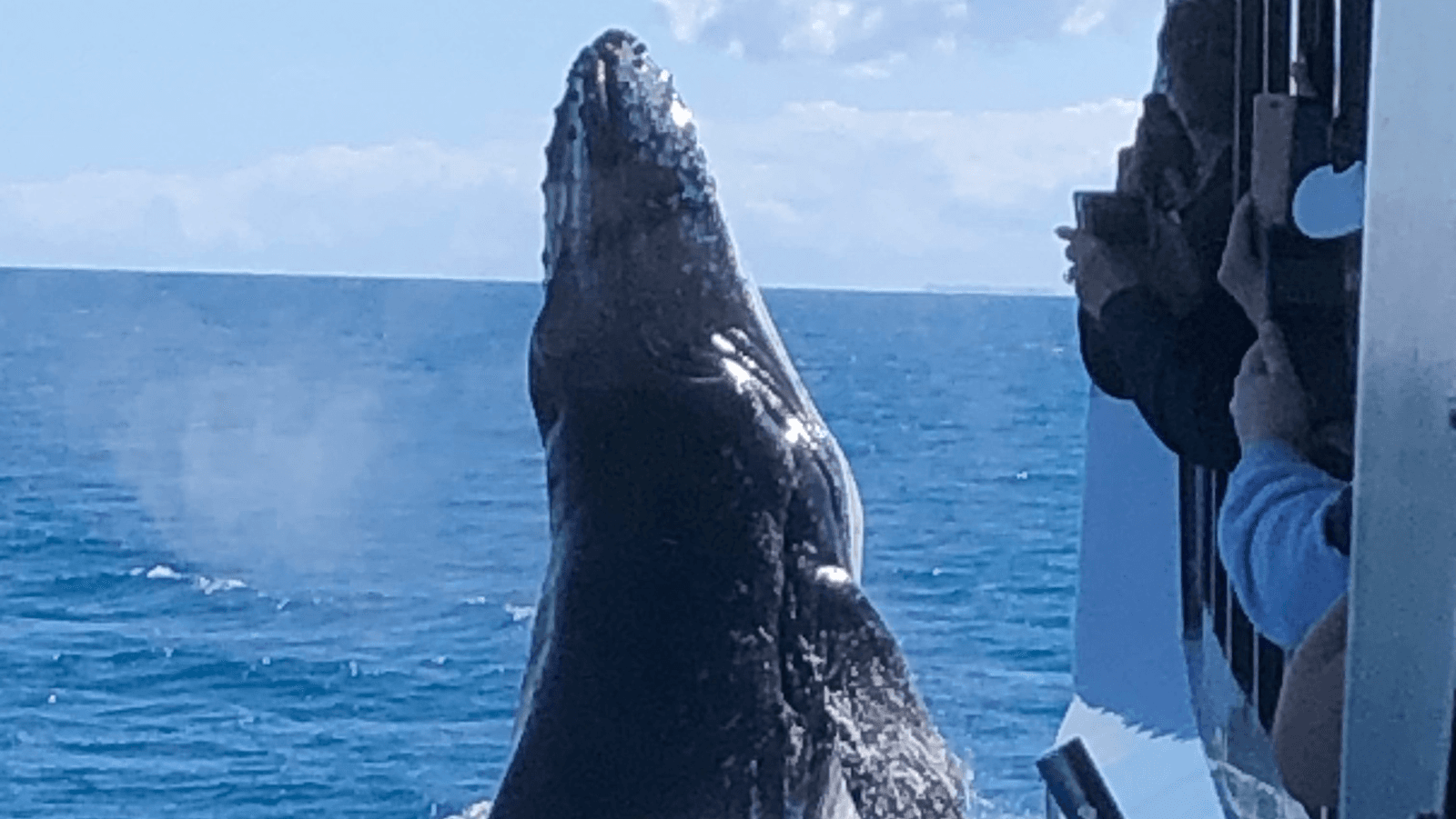 Whale Watching Hervey Bay - Image 1