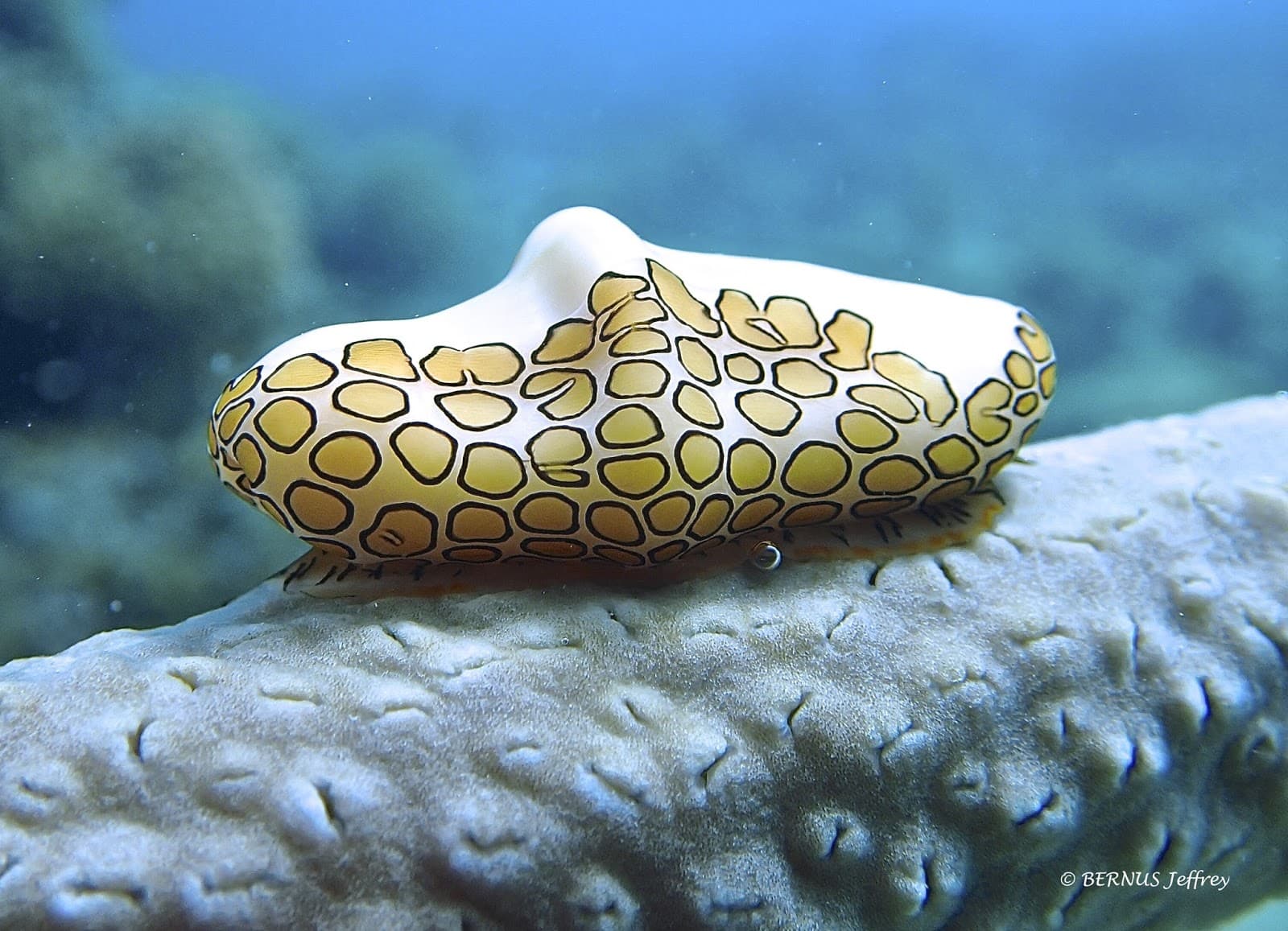 Parc National de la Guadeloupe - Image 1