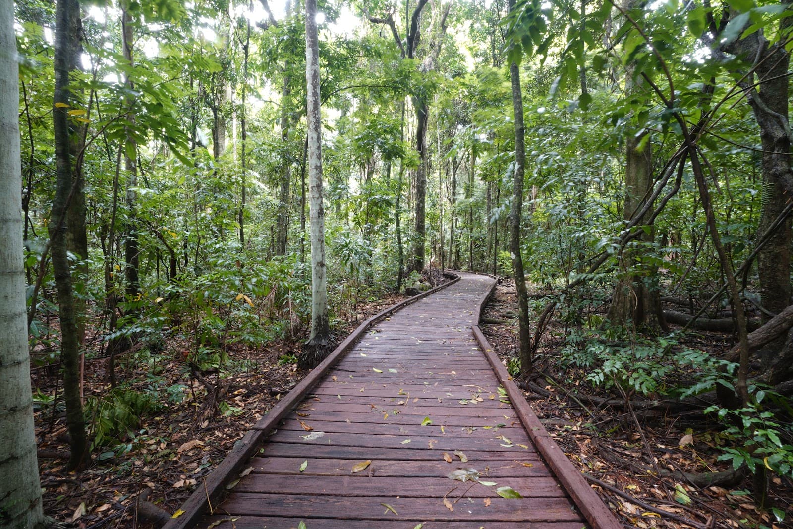 Victoria Park Nature Reserve (Alstonville) - Image 1