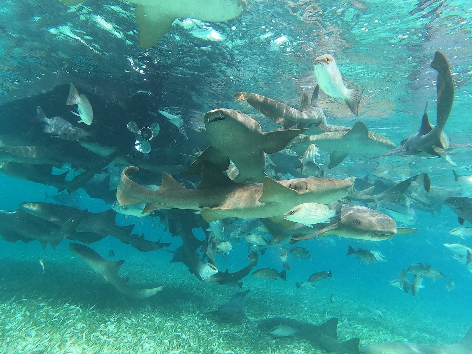 San Pedro Reef - Image 1