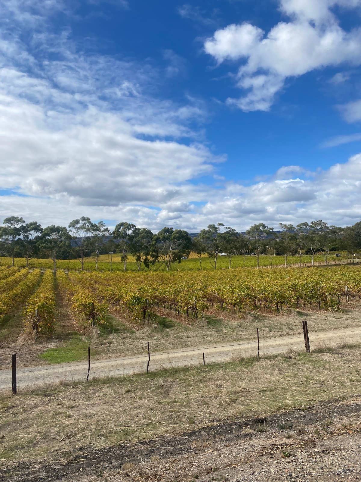 Boutique Cellar Doors