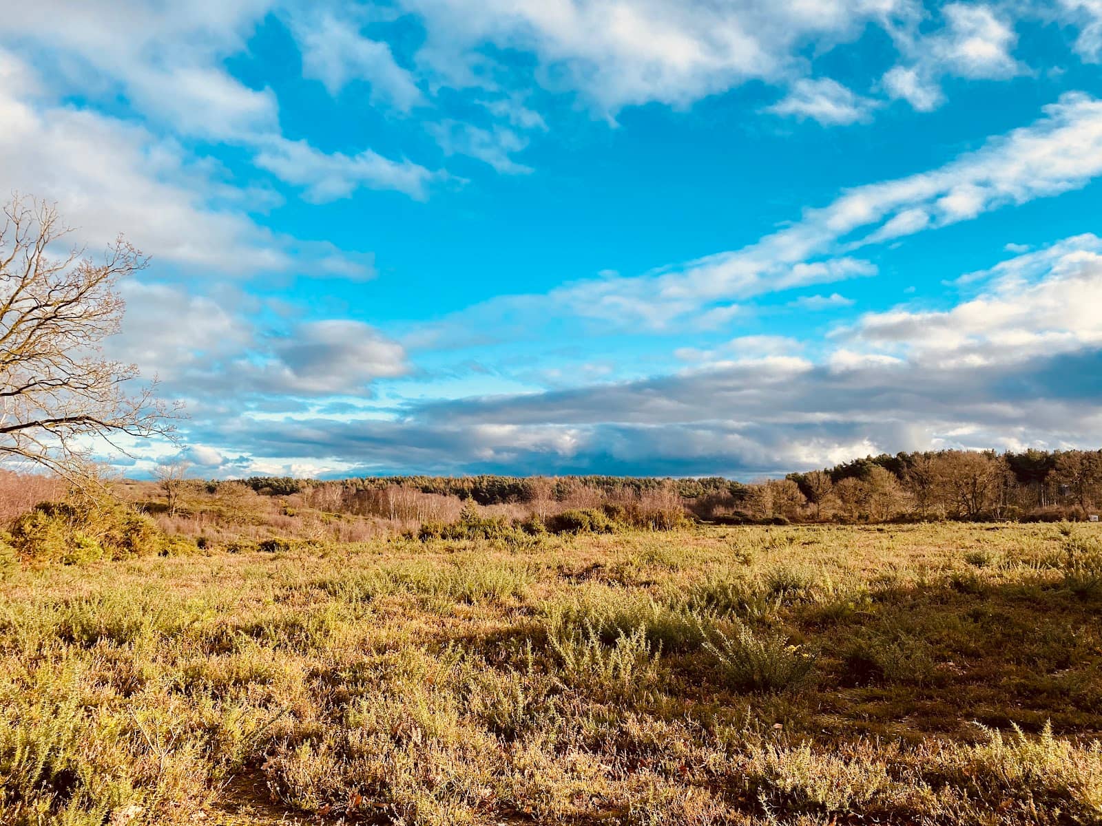 Woodland & Open Area Walks
