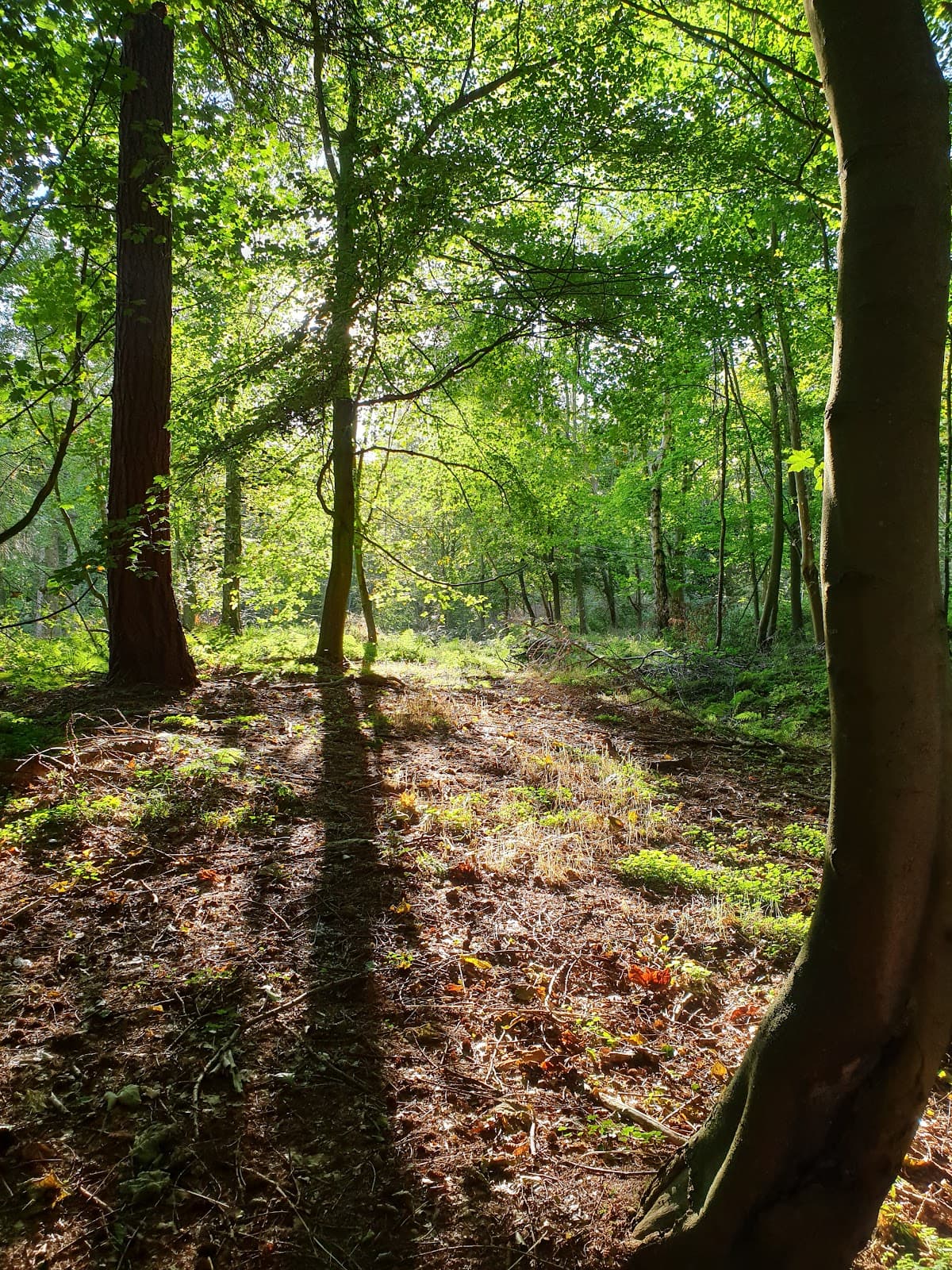 Raincliffe Woods and Throxenby Mere - Image 1