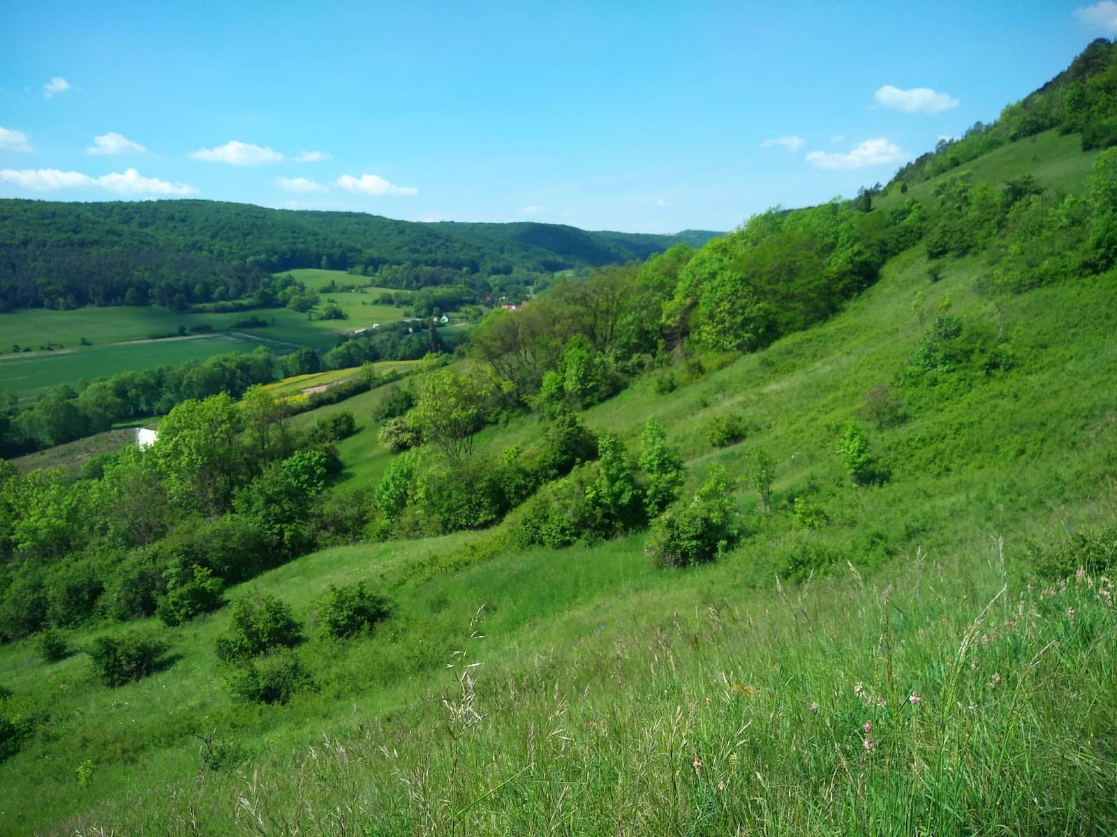 Birdsong Serenity