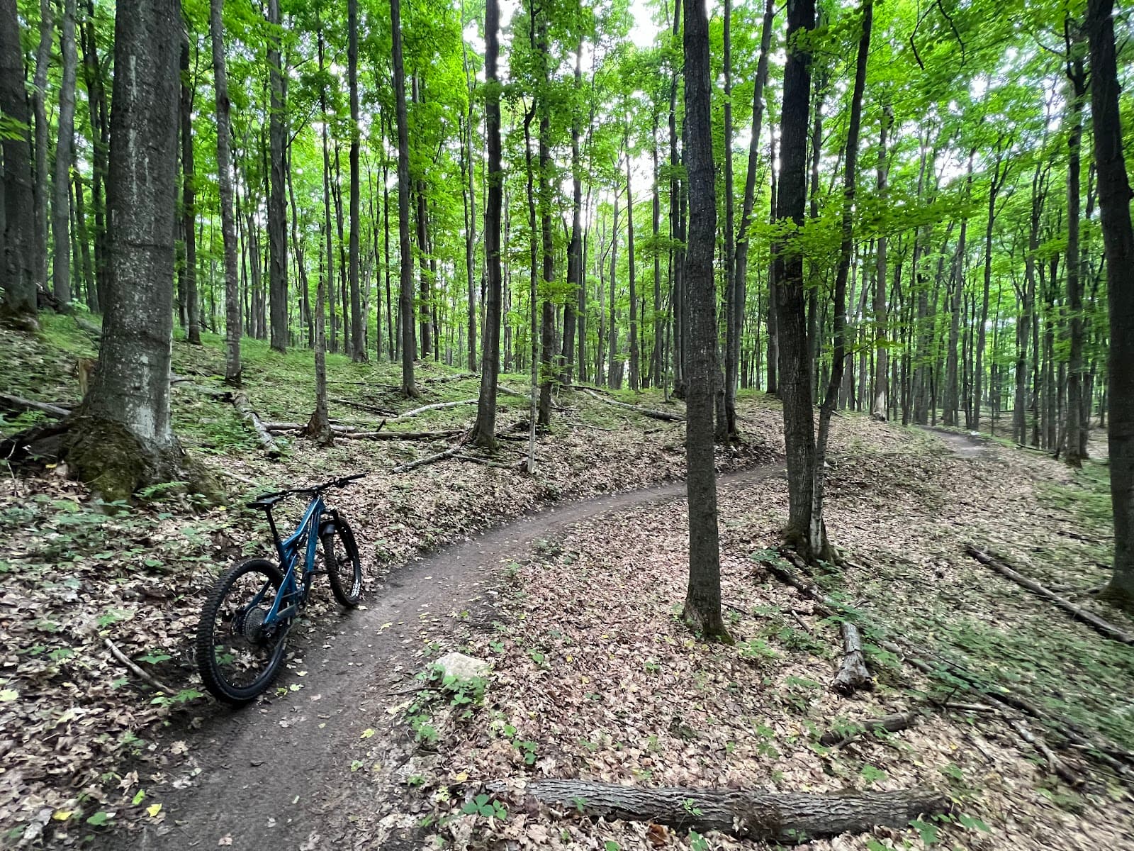 Boyne Forest Trail - Image 1