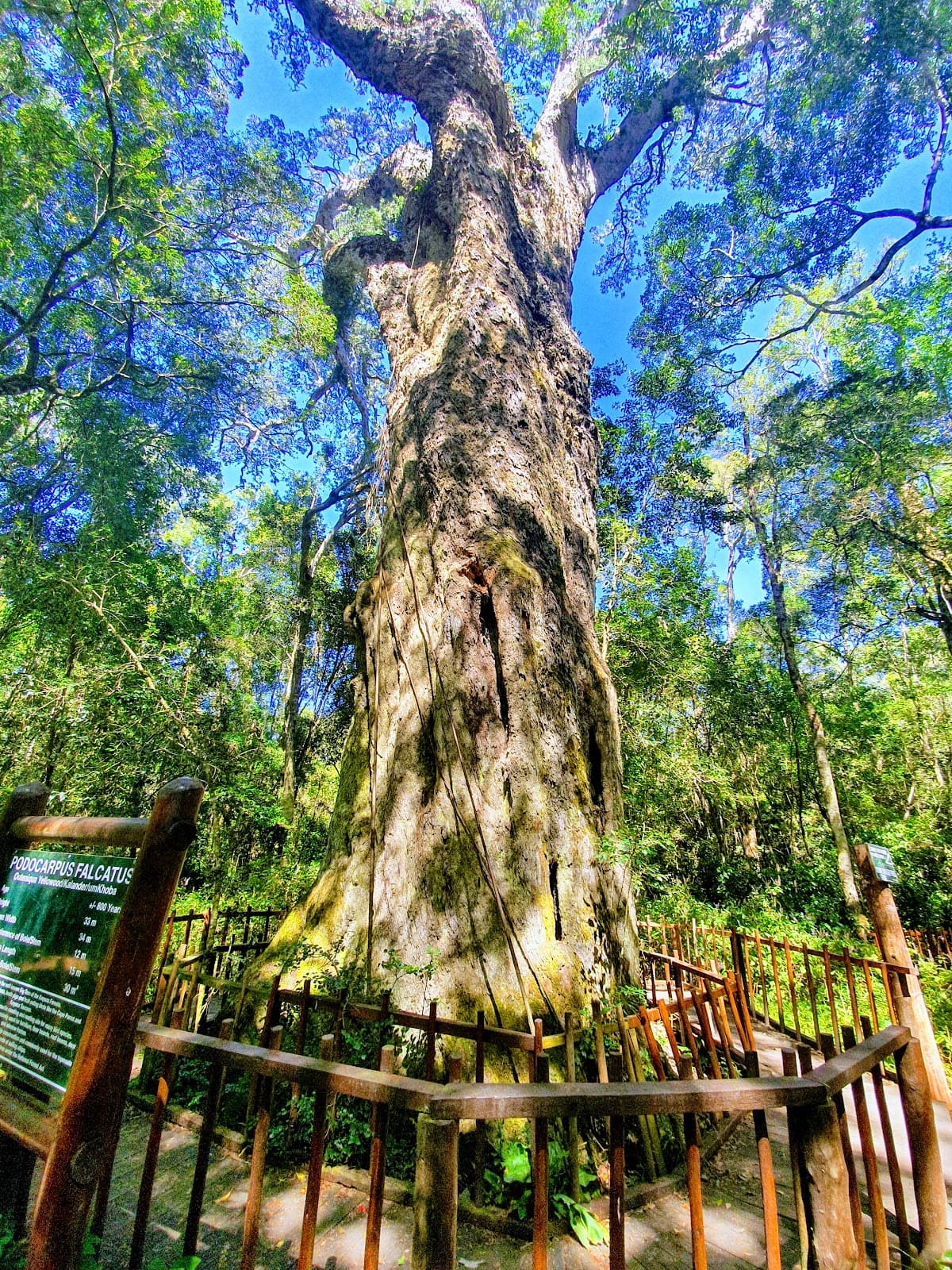 Woodville Big Tree - Image 1