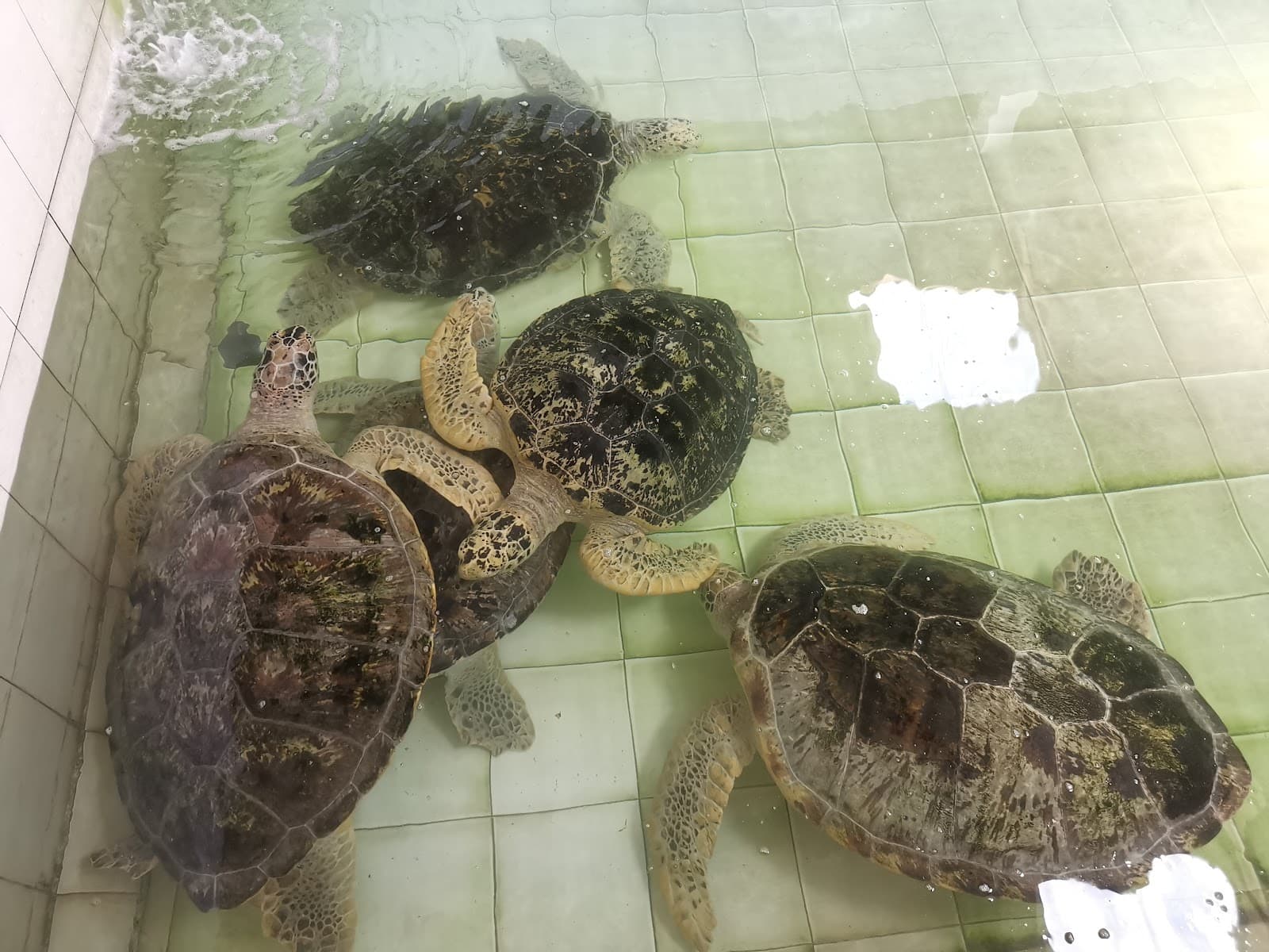 Ko Man Nai (Sea Turtle Conservation Center) - Image 1