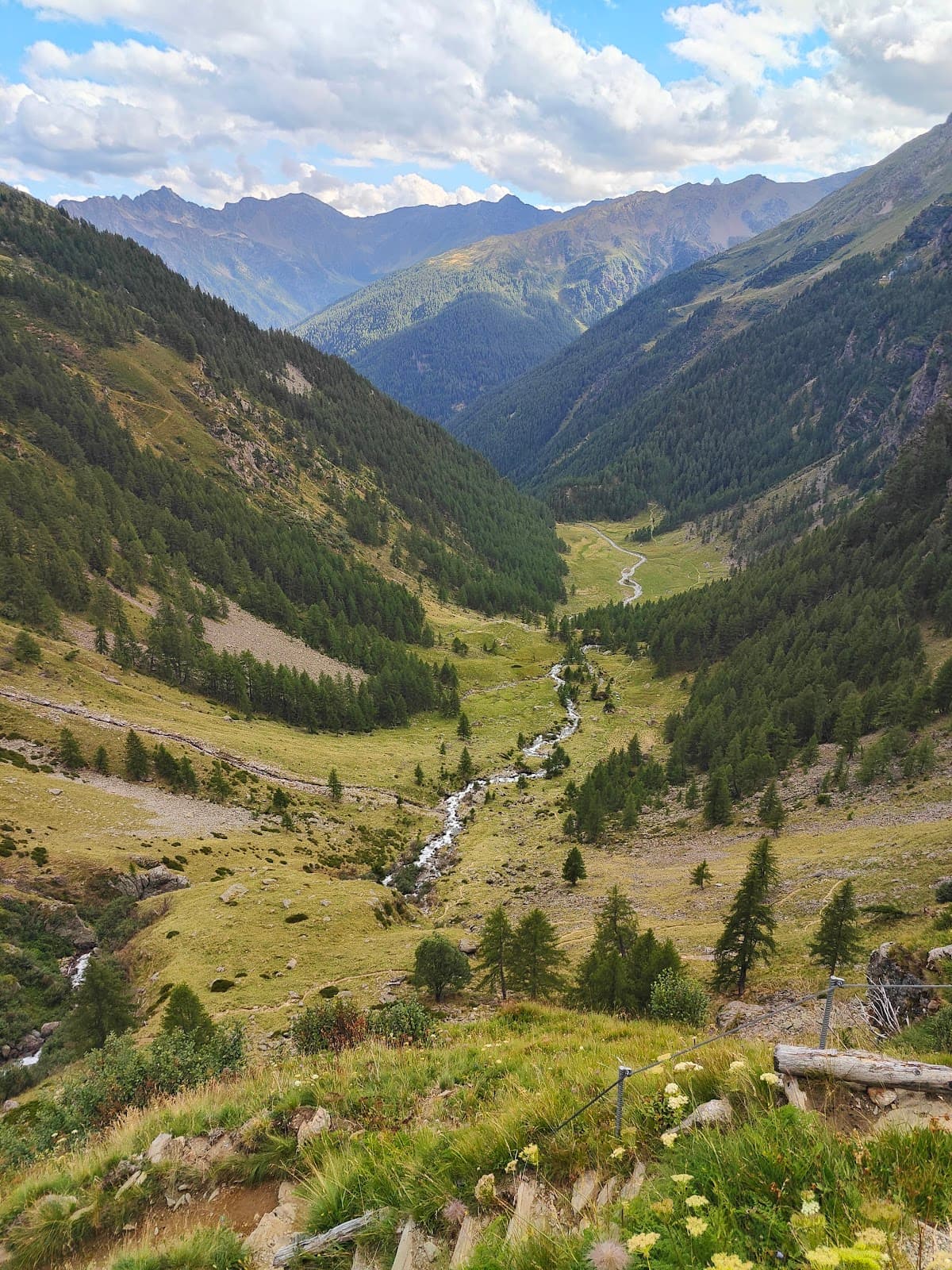 Monumental Larches (Val di Rabbi) - Image 1