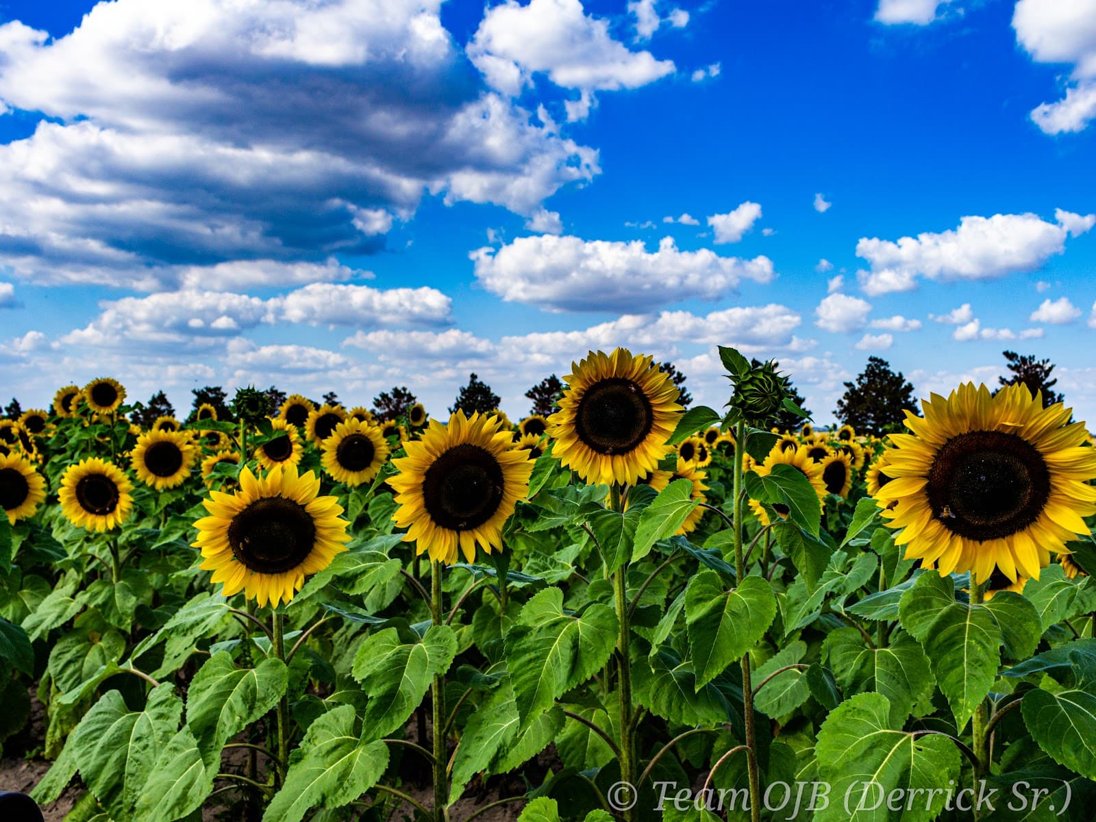 Historic Goldsboro Museum - Image 1